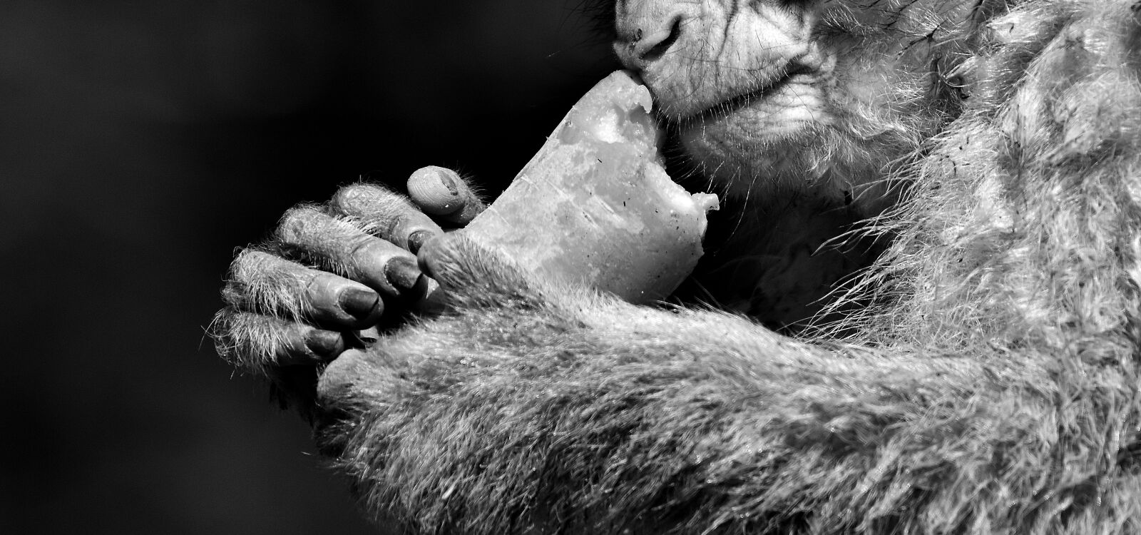 Nikon D7200 sample photo. Barbary ape, endangered species photography