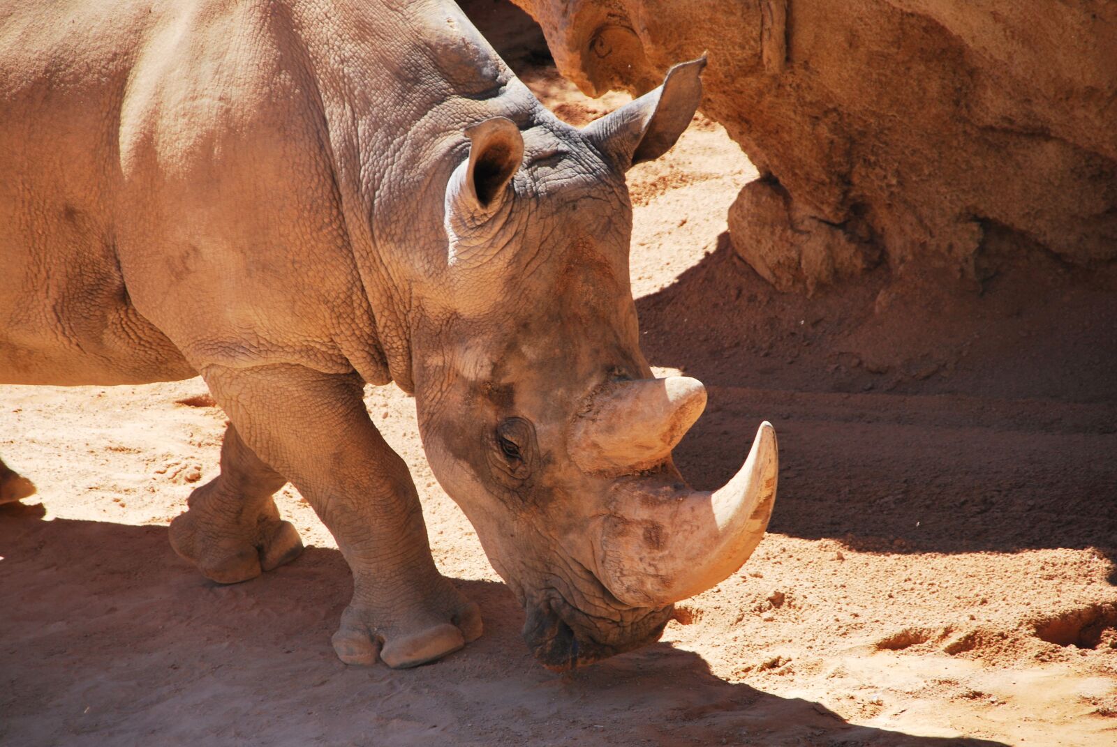 Nikon D60 sample photo. Rhinoceros, head, walking photography
