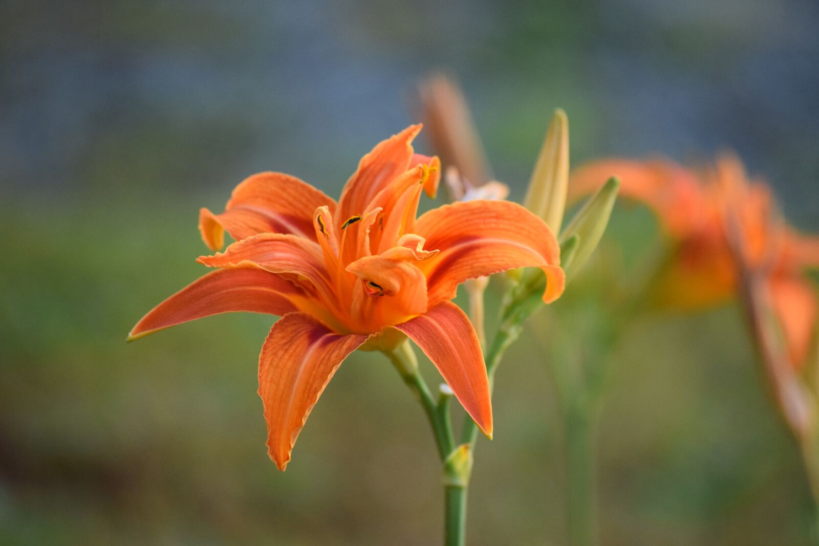 Nikon D3300 sample photo. Lilium, lily, orange photography