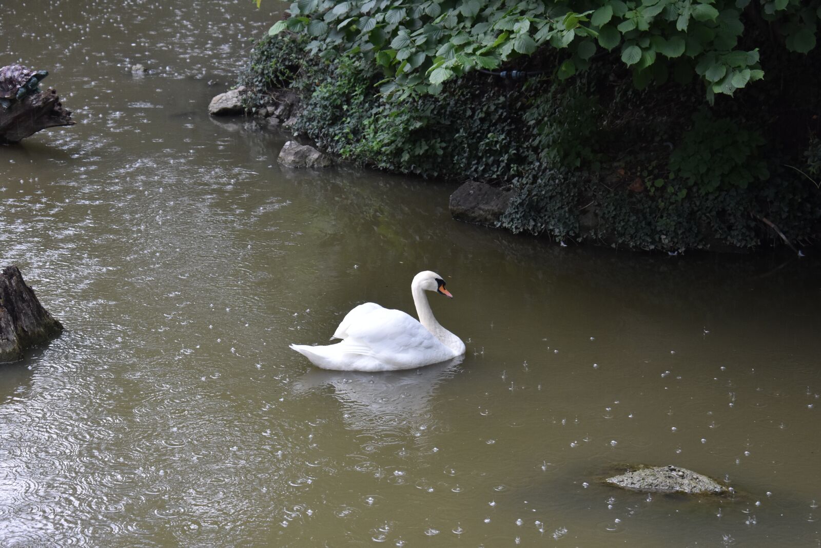 Nikon D3400 sample photo. Swan, white, lake photography