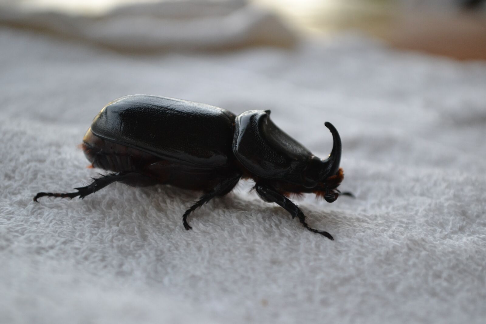 Nikon D3100 sample photo. Rhinoceros, beetle, seychelles photography