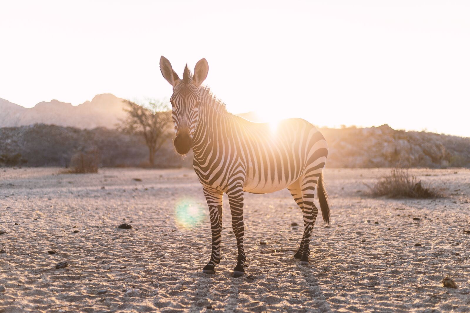 Canon EF 50mm F1.8 STM sample photo. Zebra, backlighting, mammal photography