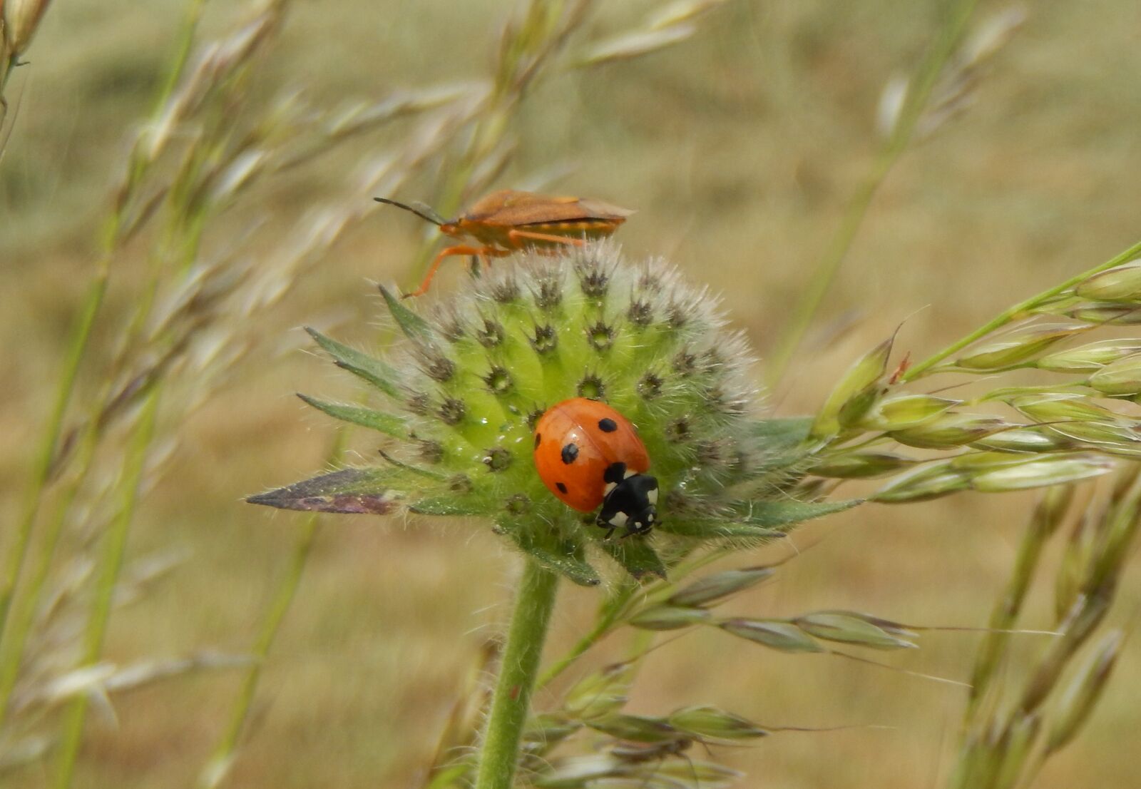 Nikon Coolpix S9500 sample photo. Ladybug, insects, flowers photography