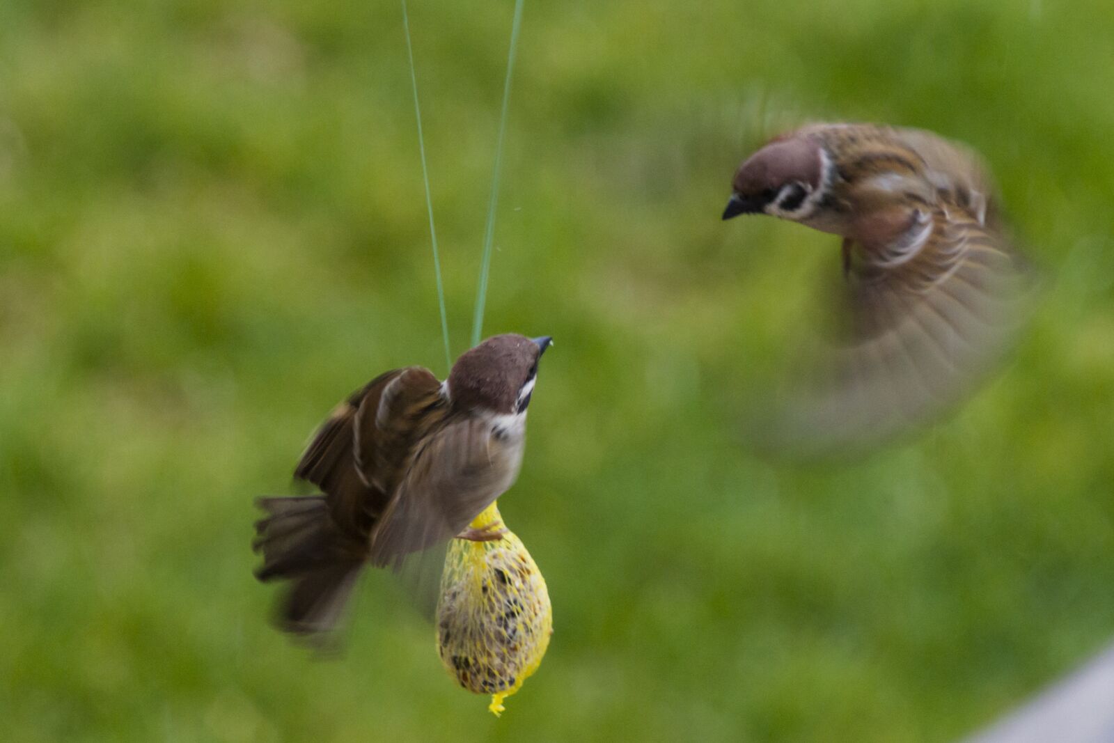 Canon EOS 7D + Canon EF 70-200mm F4L USM sample photo. Sperling, sparrow, air combat photography