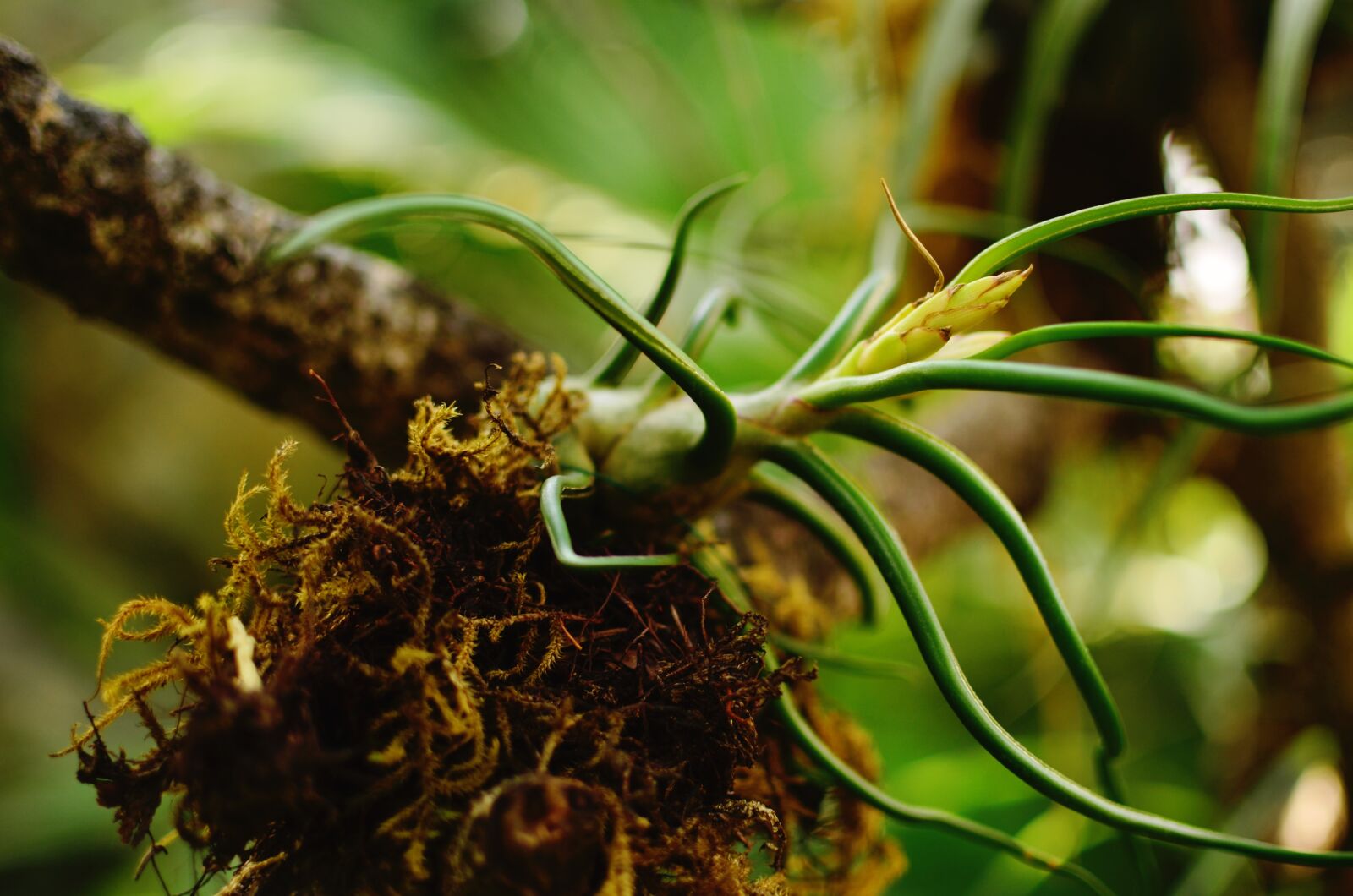 Nikon D5100 sample photo. Air plant, greenery, plant photography