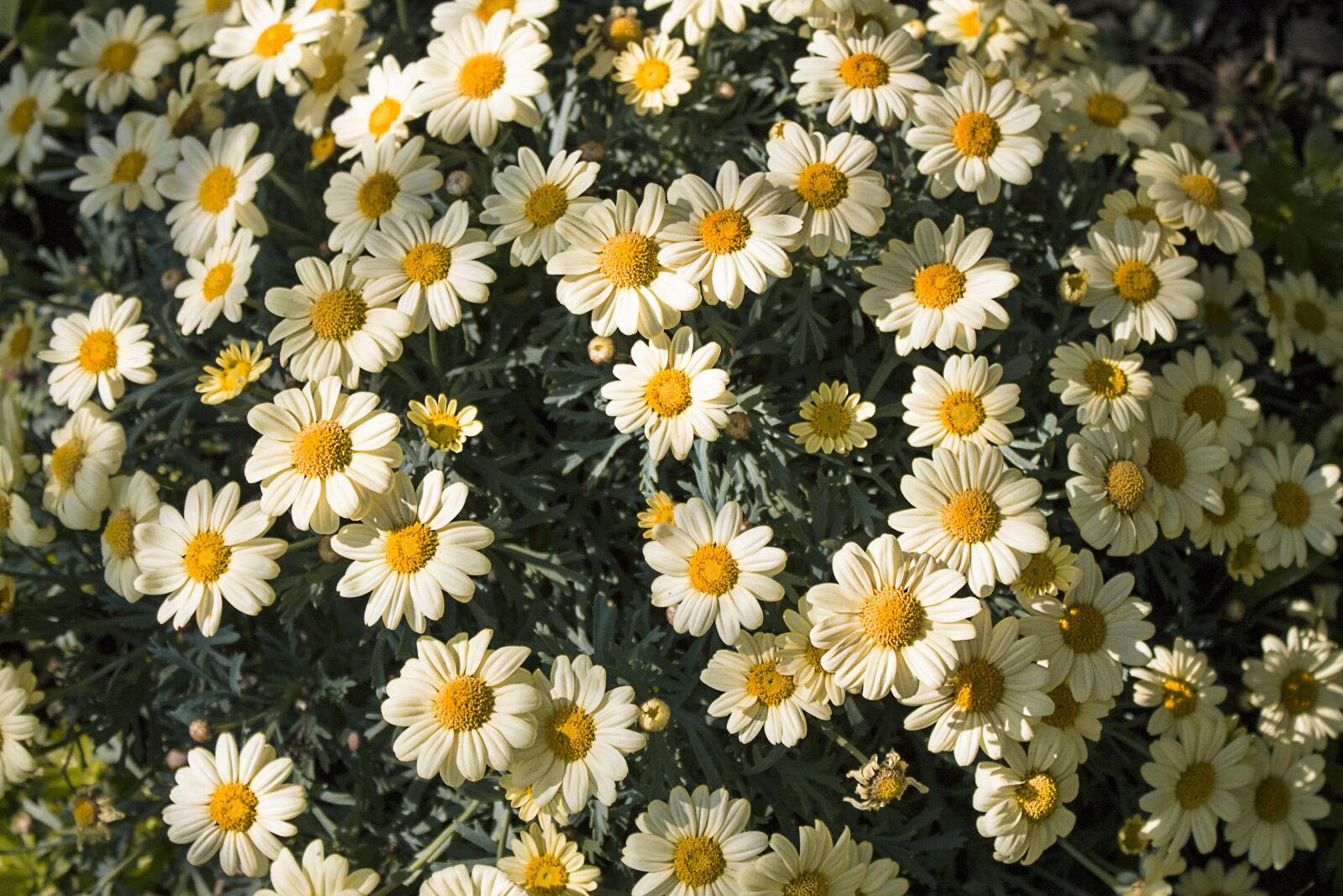 Canon EOS 1100D (EOS Rebel T3 / EOS Kiss X50) sample photo. Flowers, spring, nature photography