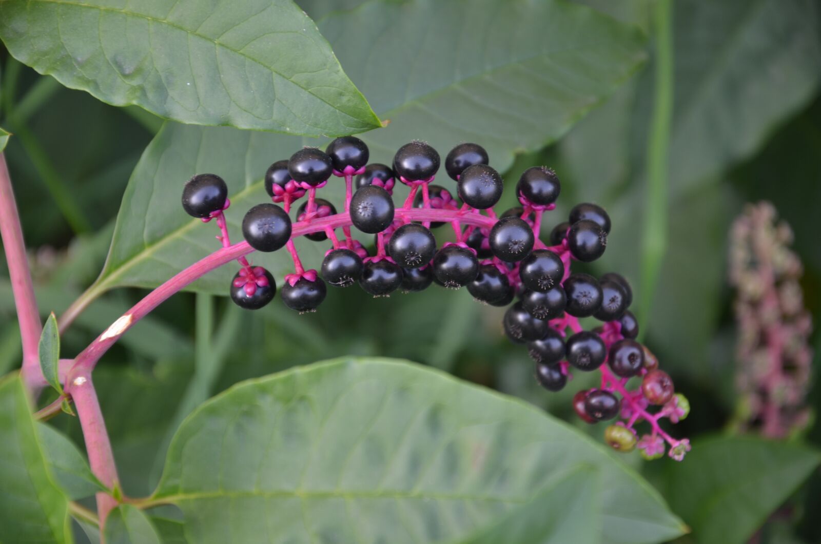 Nikon D7000 sample photo. Phytolacca spp, berry, black photography