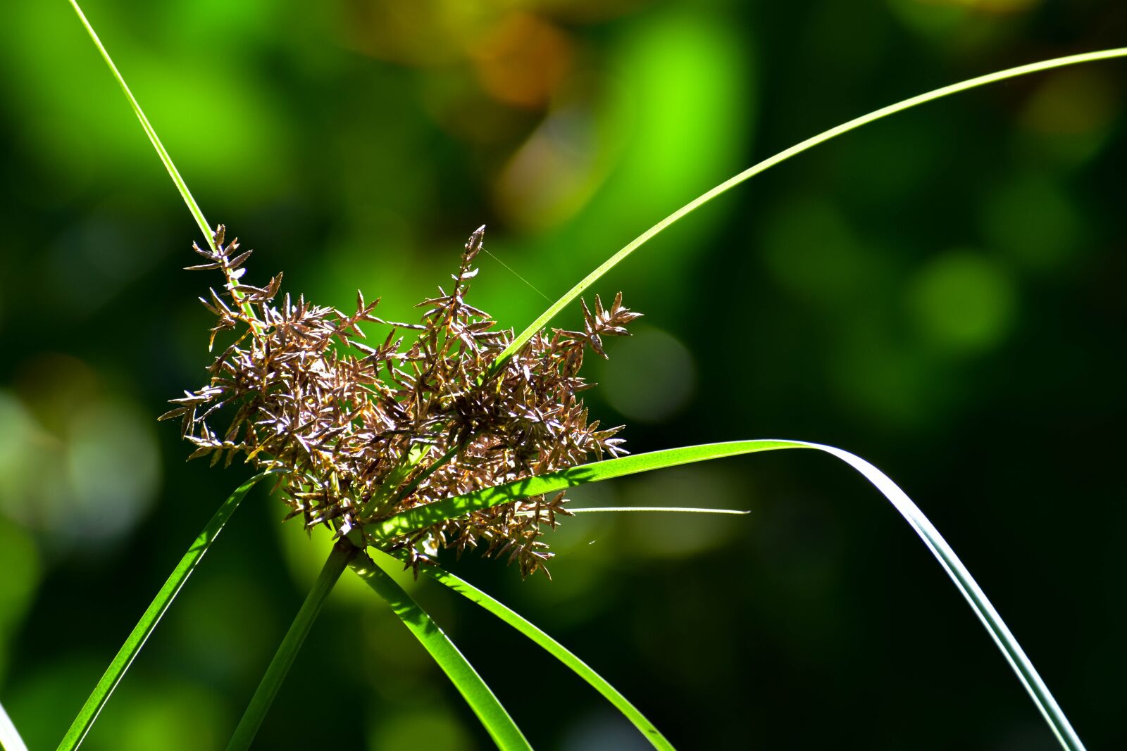 Nikon D5500 sample photo. Plants, grass, floral photography