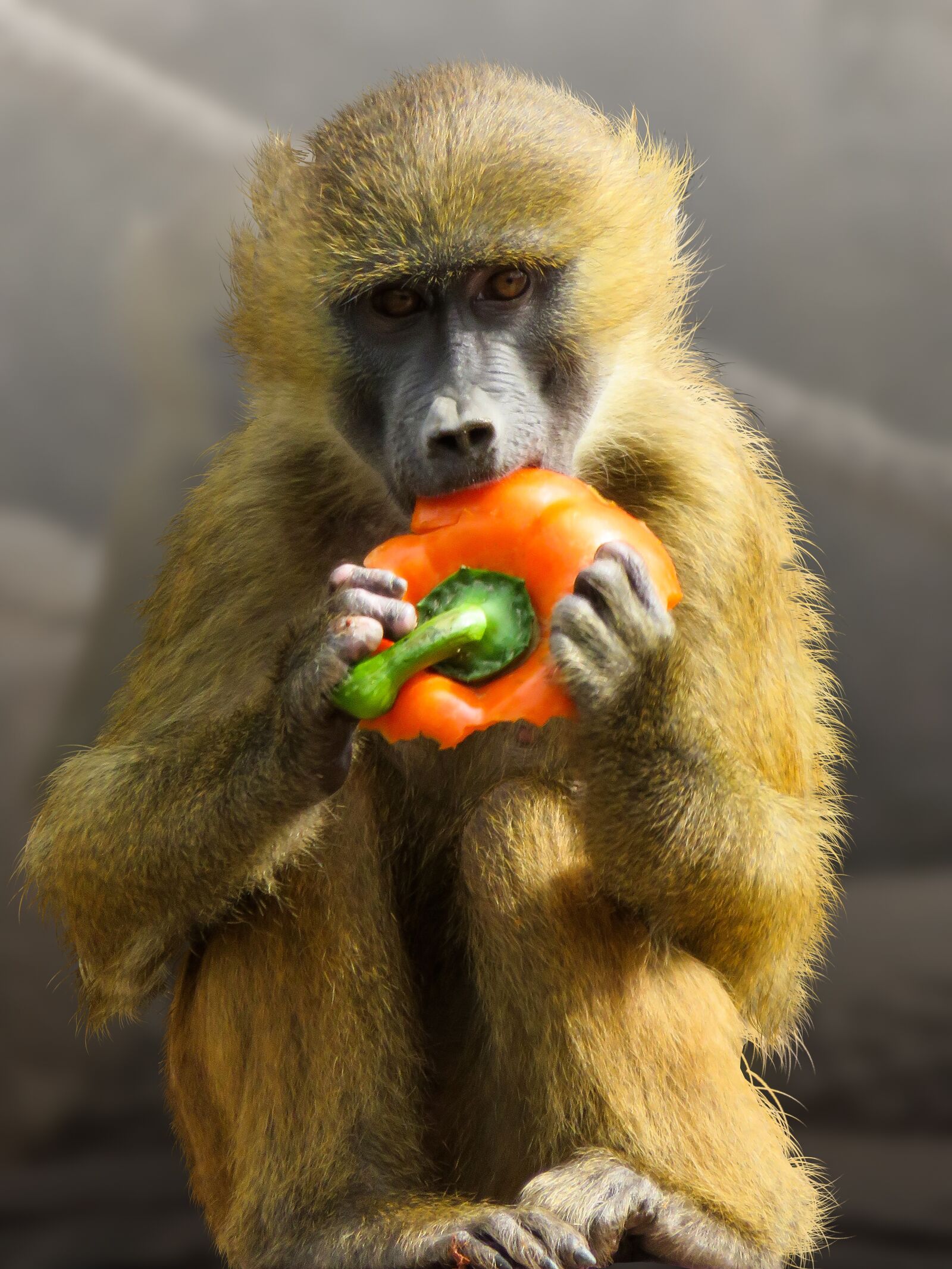 Canon PowerShot SX710 HS sample photo. Animal, monkey, baboon photography
