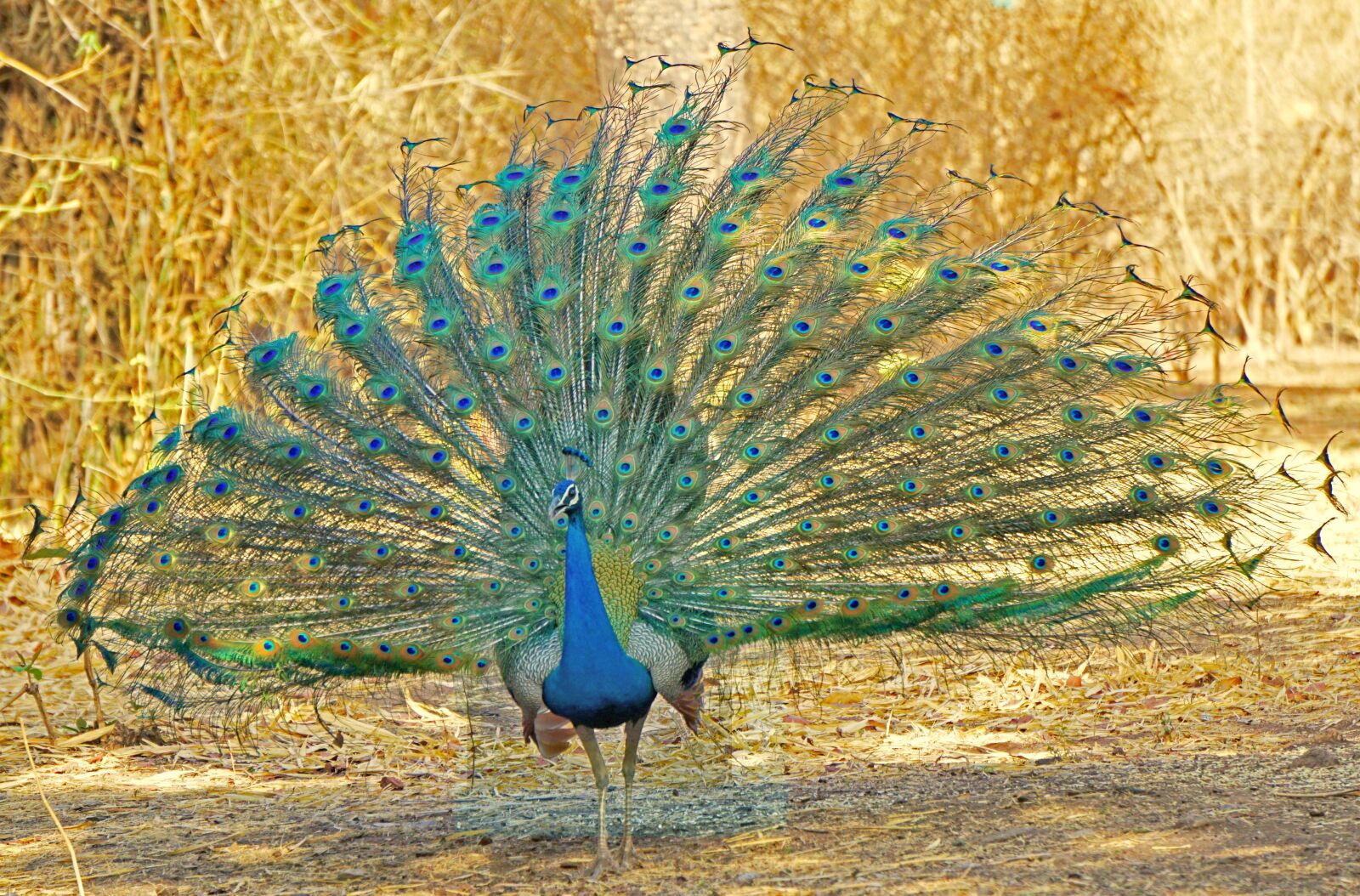 Sony a6000 sample photo. Bird, feather, nature photography