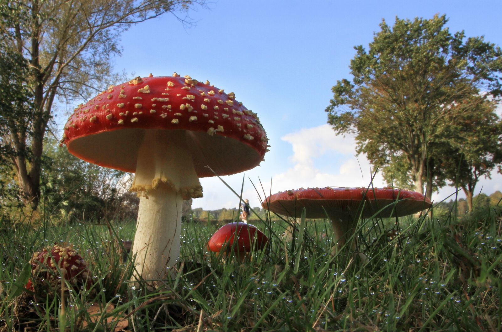 Canon EOS 7D sample photo. Mushroom, meadow, autumn mood photography