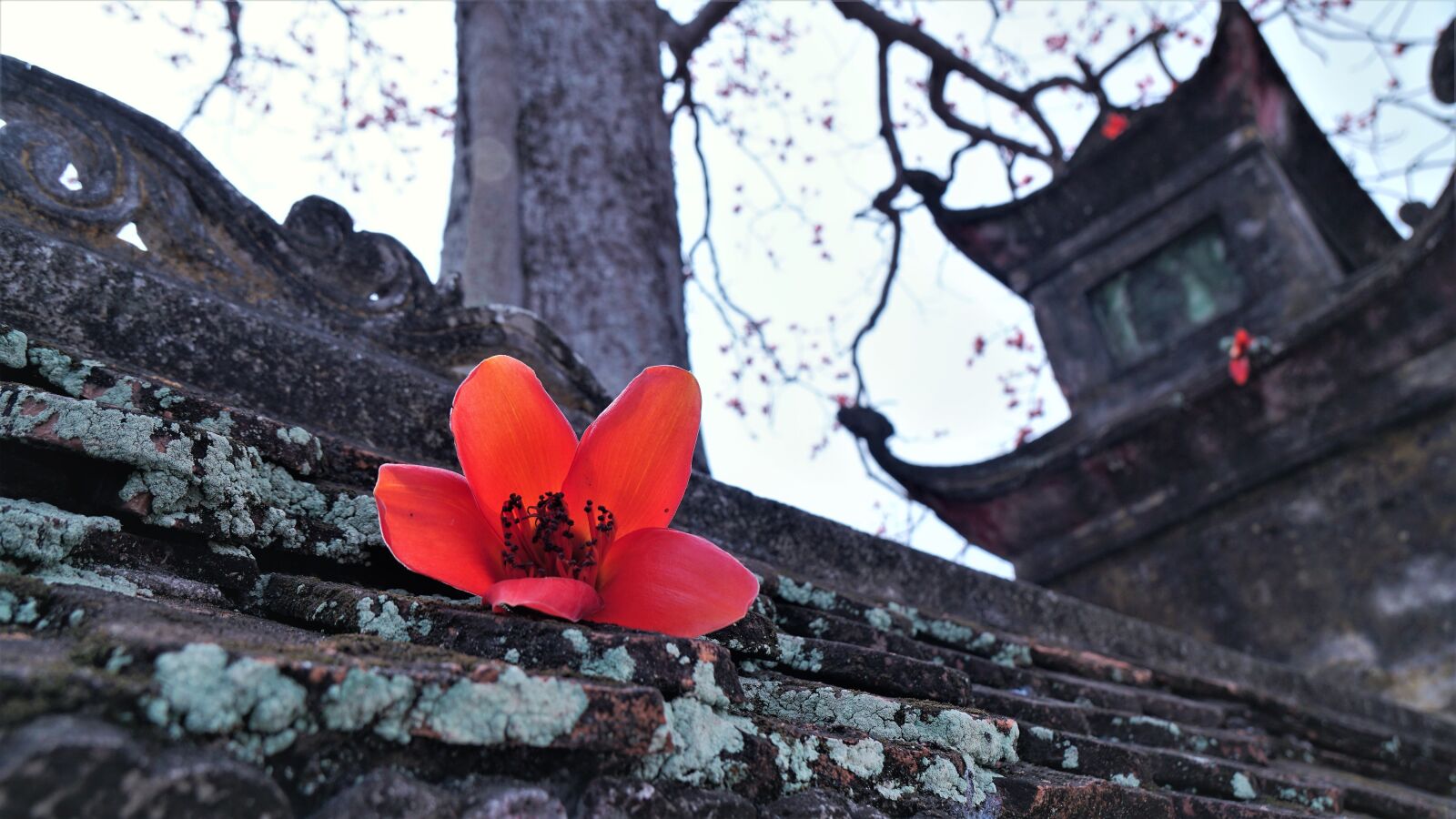 Sony a6300 + Sony Vario-Tessar T* E 16-70mm F4 ZA OSS sample photo. Red, flower, tree photography
