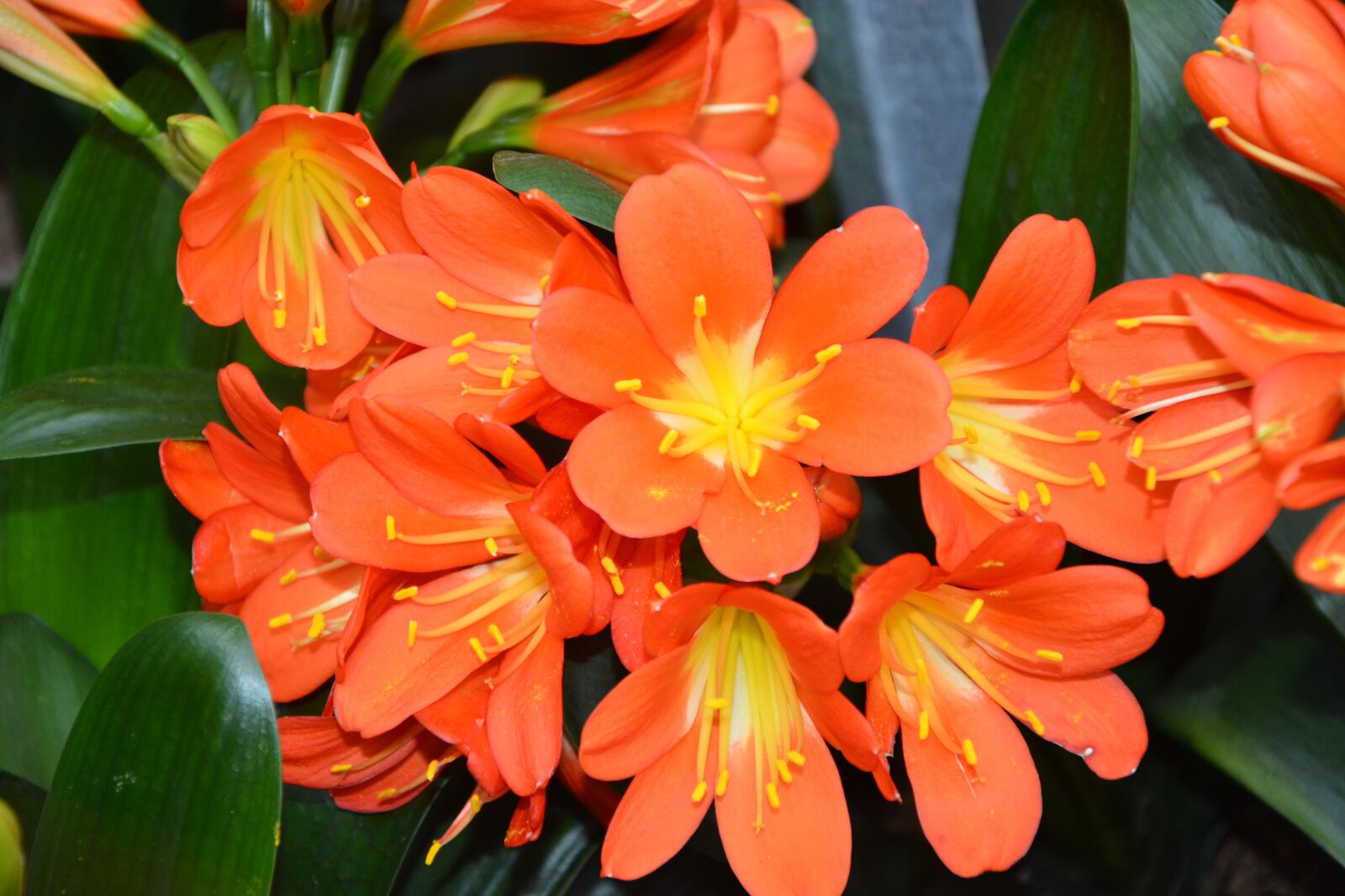 Nikon D5200 sample photo. Flower, plant, decorative plant photography