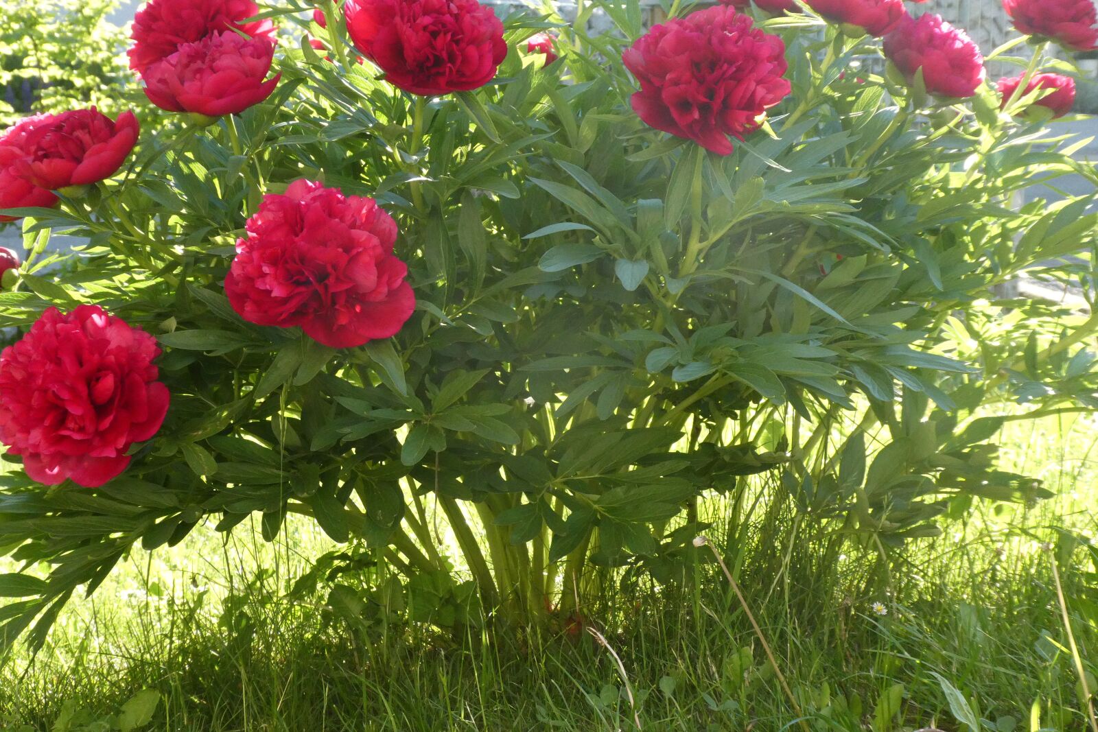 Panasonic DC-TZ91 sample photo. Perennials, flowers, shrub photography