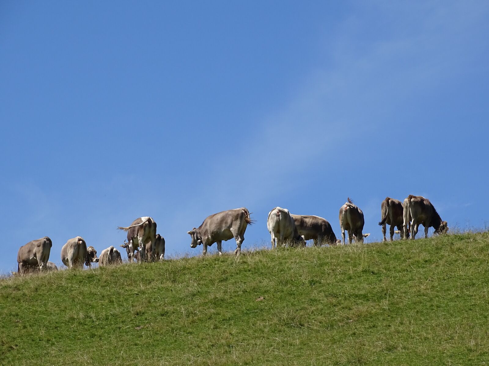 Sony Cyber-shot DSC-HX400V sample photo. Cows, alp, switzerland photography