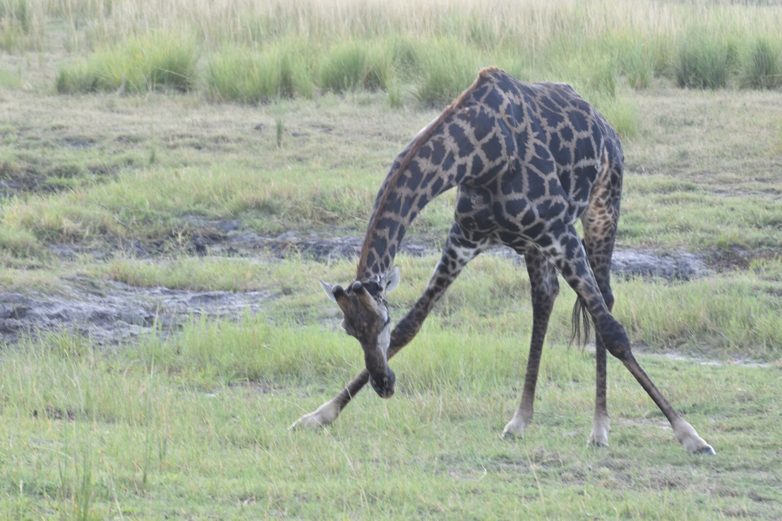 Nikon D5600 sample photo. Giraffe, chobe, botswana photography