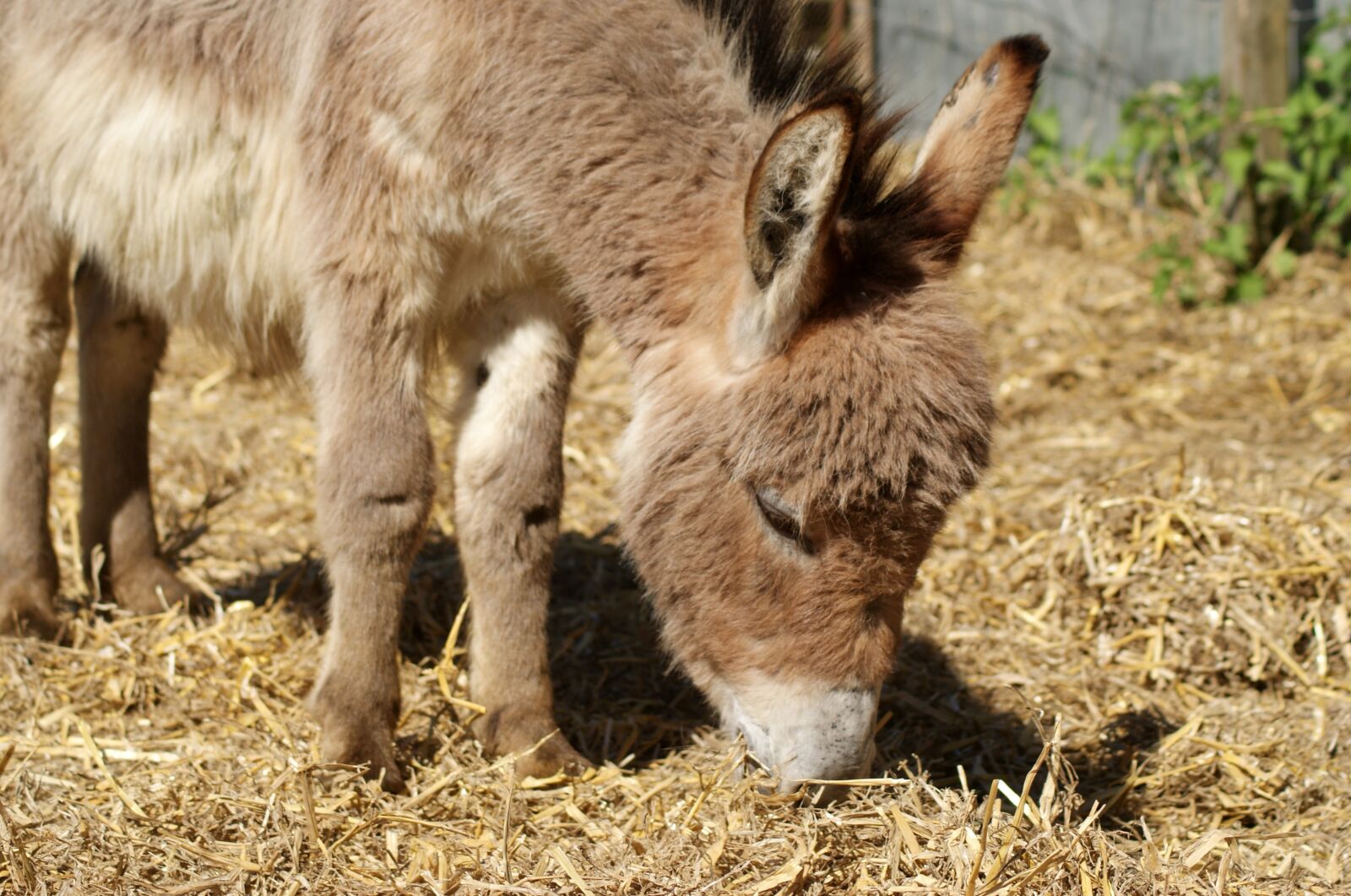 Sony Alpha DSLR-A300 sample photo. Mammal, animal, farm photography