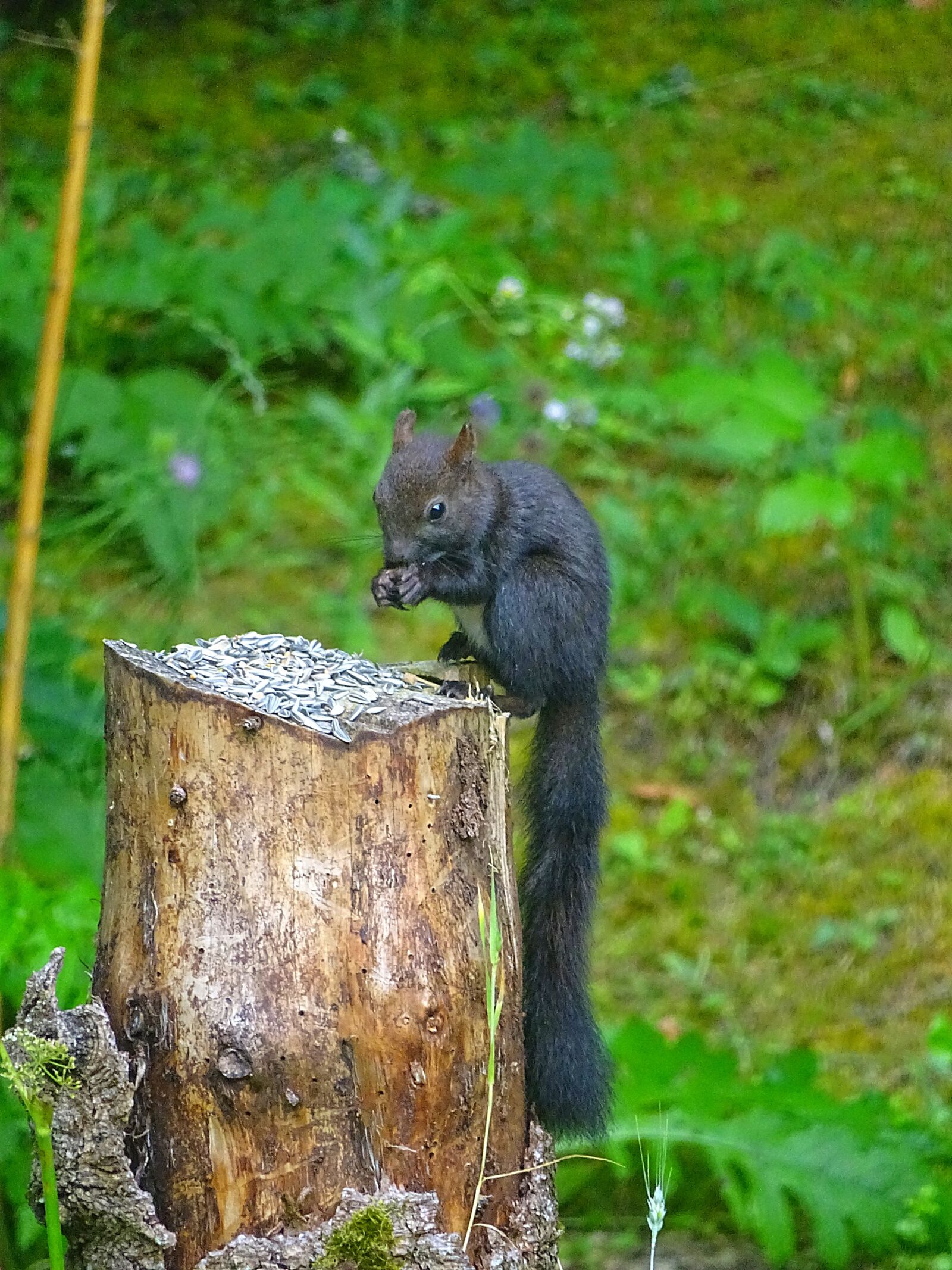 Sony Cyber-shot DSC-HX400V sample photo. Squirrel, verifiable kitten, animal photography