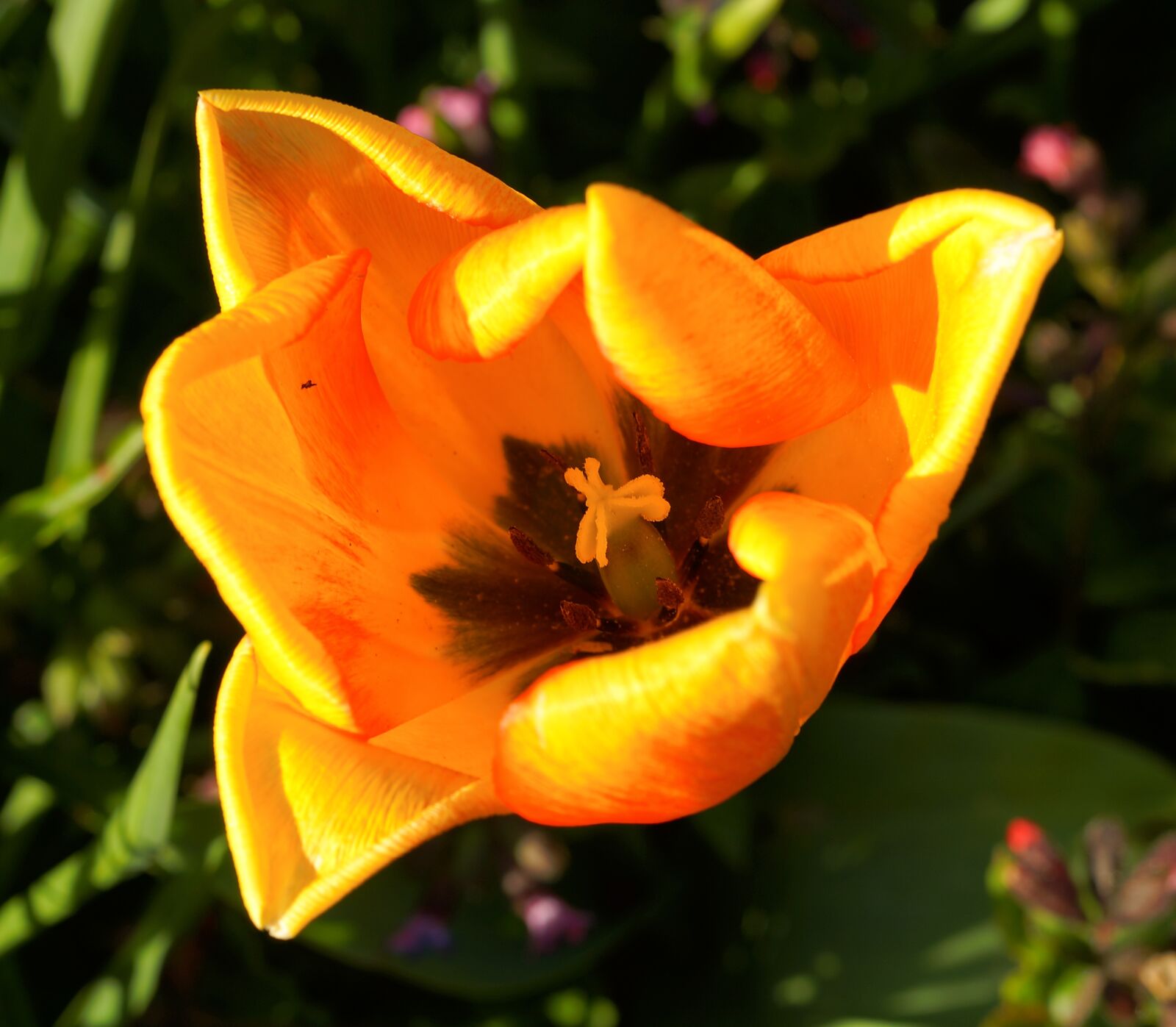 Sony a99 II sample photo. Tulip, blossom, bloom photography