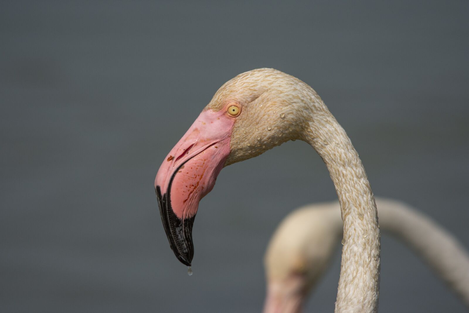 Nikon D7200 sample photo. Flamingo, camarque, bird photography