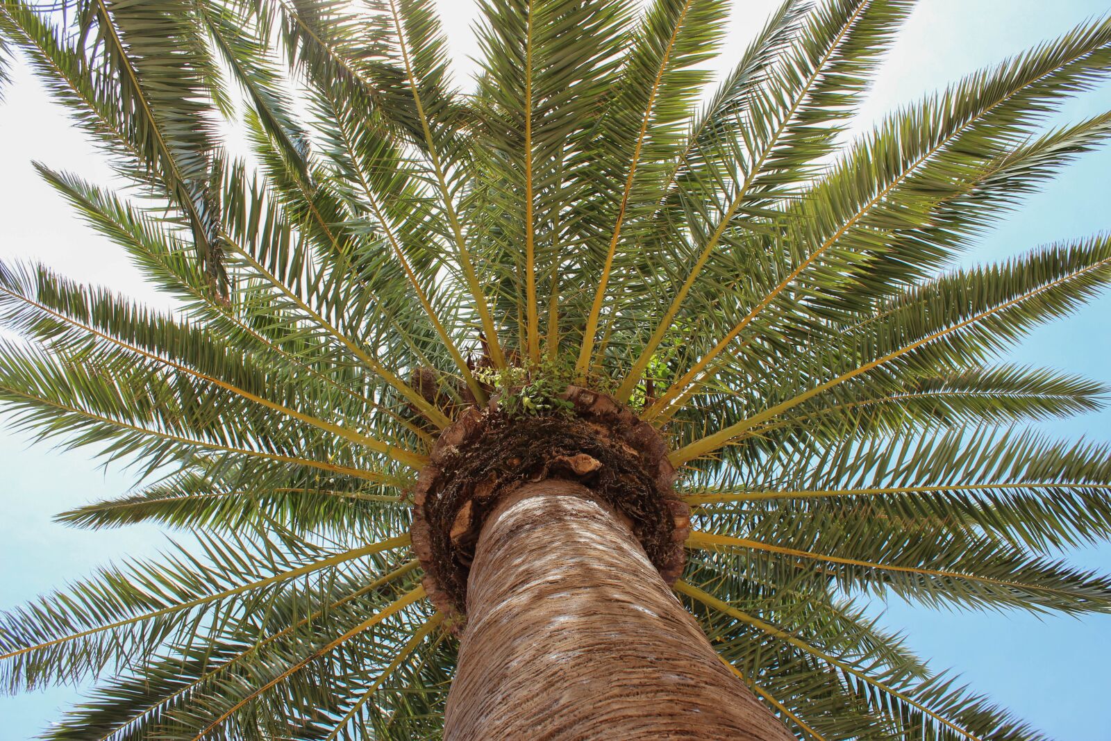 Canon EOS 600D (Rebel EOS T3i / EOS Kiss X5) sample photo. Palm tree, blue sky photography