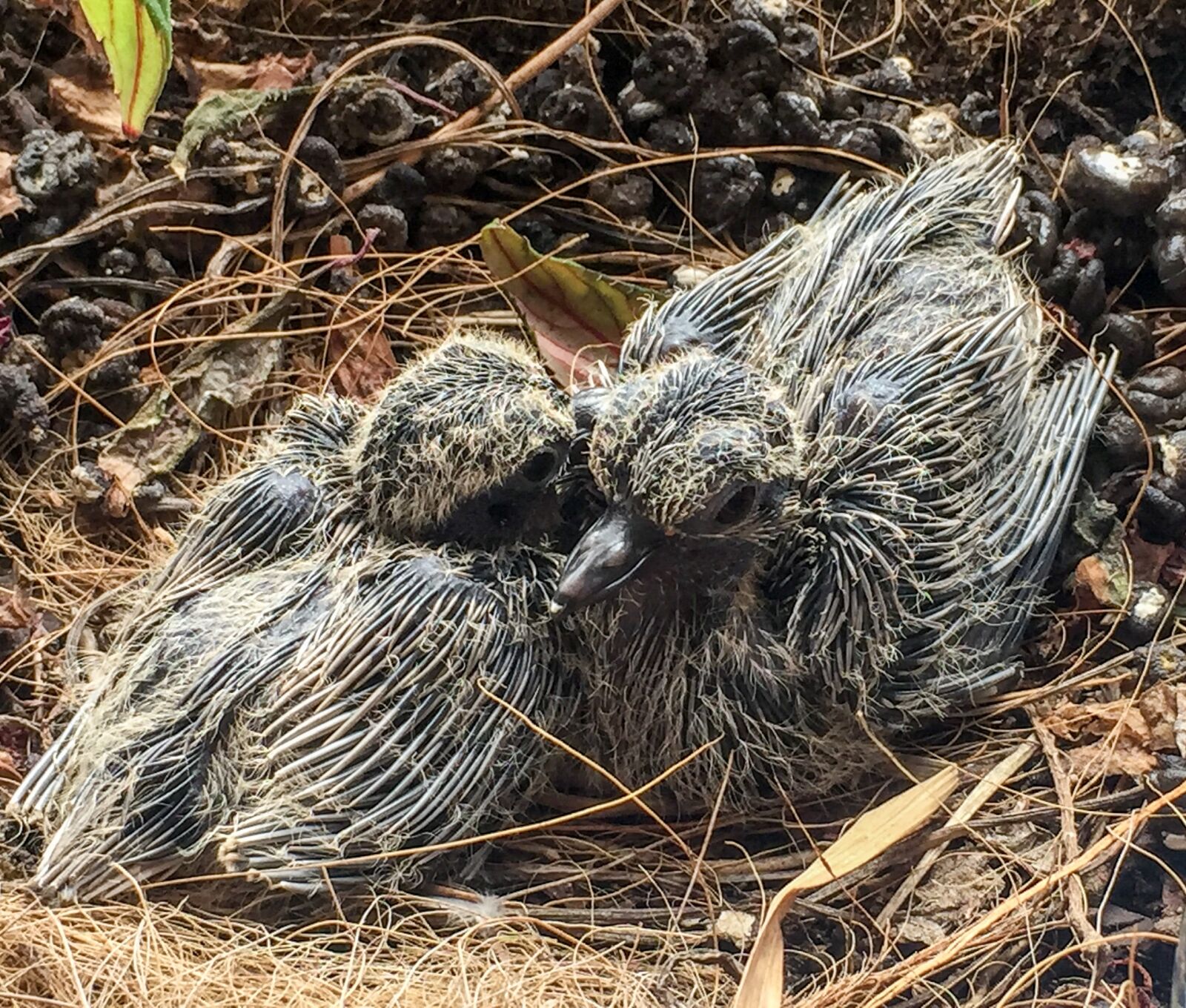 Apple iPhone 6 sample photo. Mourning doves, birds, babies photography