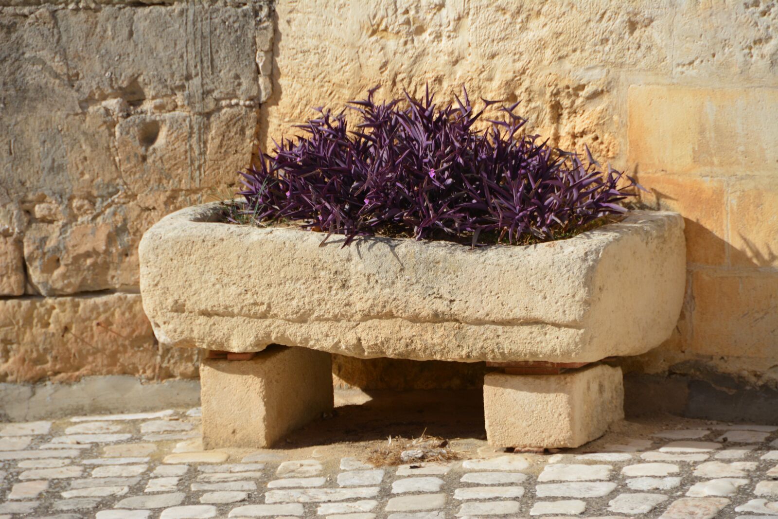 Nikon D7100 sample photo. Italy, matera, flowers photography