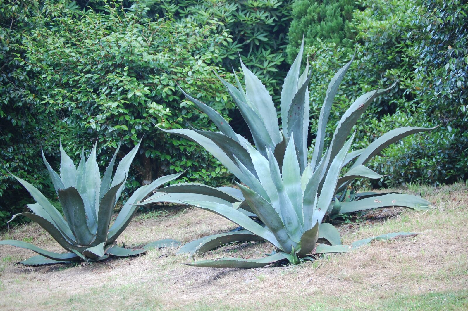 Nikon D40 sample photo. Leaves, plant, nature photography