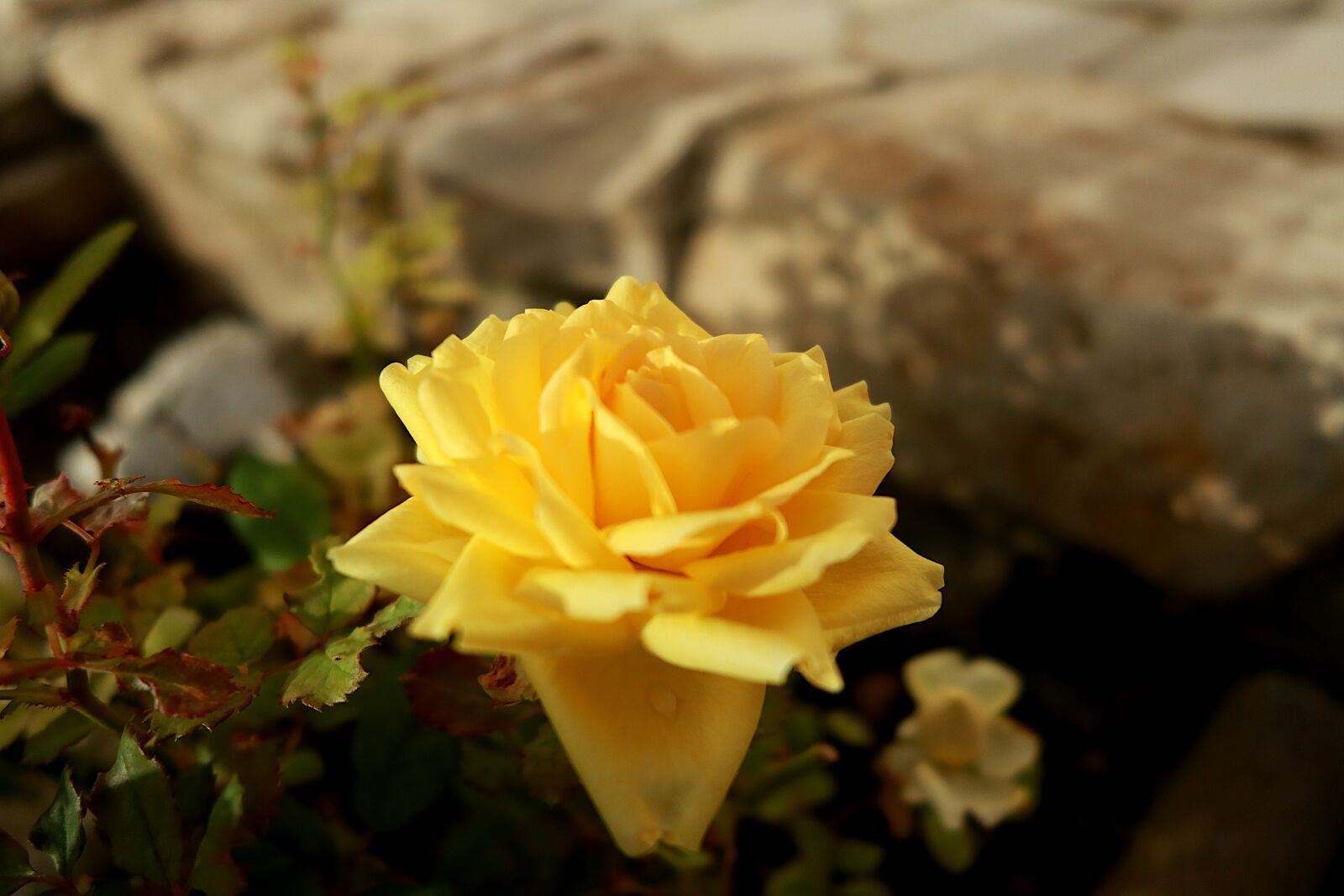 Canon PowerShot G1 X Mark III sample photo. Flower, pink, yellow photography