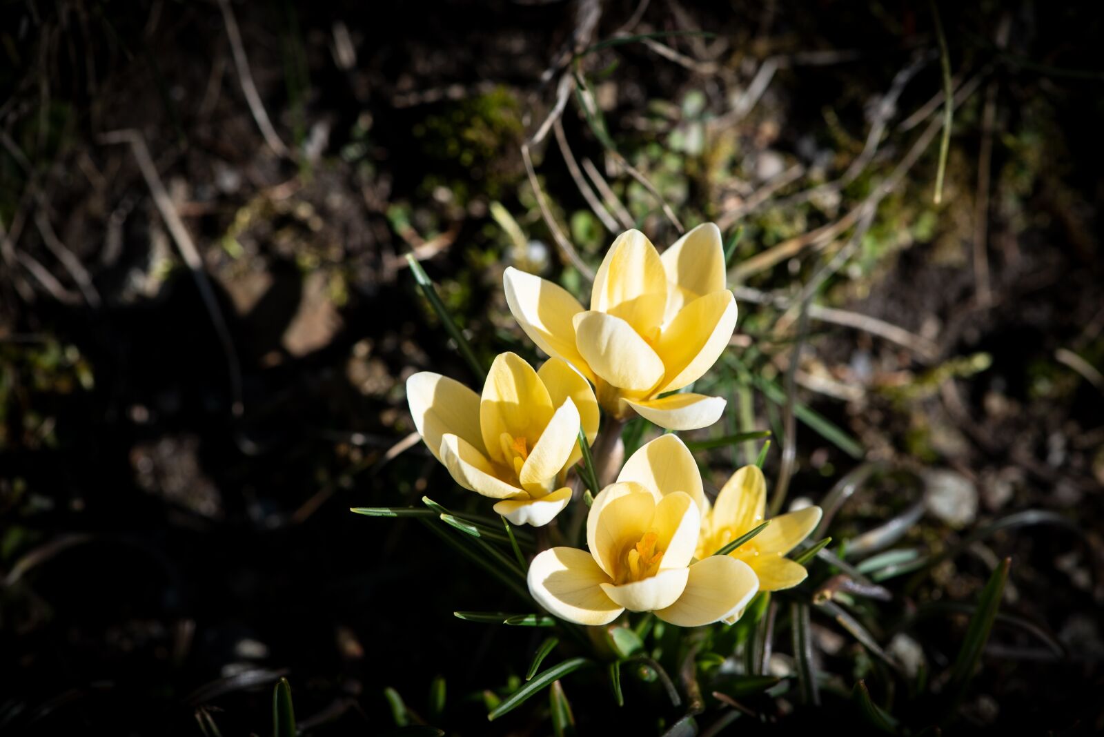 Nikon D750 sample photo. Crocus, yellow, flowers photography
