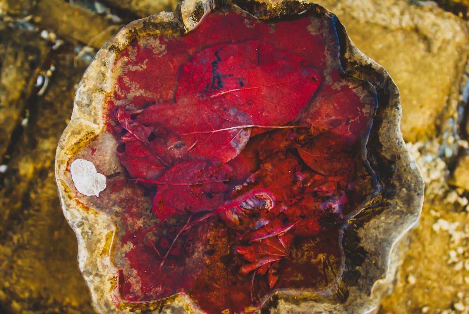 Sony Alpha DSLR-A200 sample photo. Red, rotting, nature photography