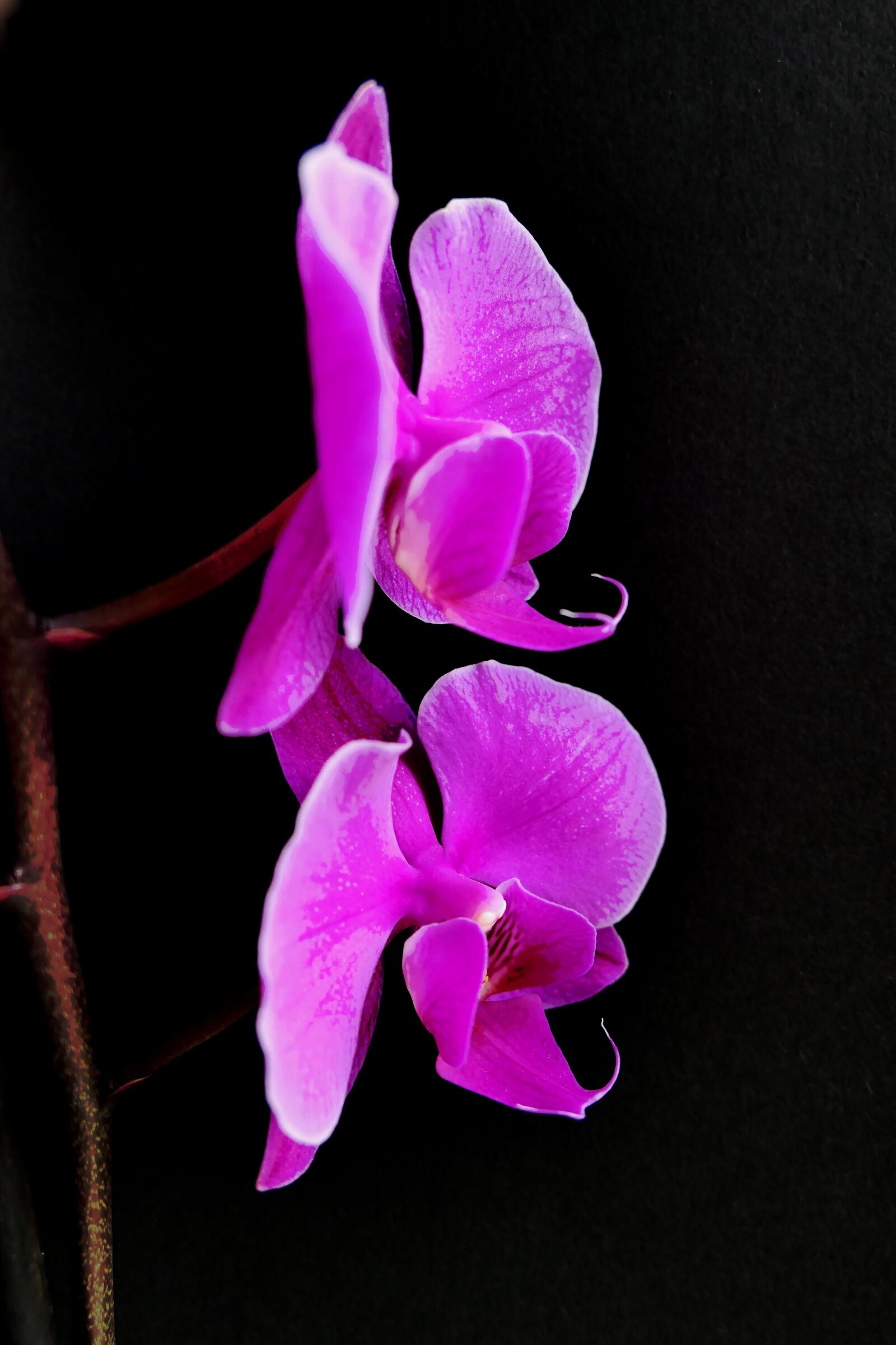 Panasonic Lumix DMC-LX10 (Lumix DMC-LX15) sample photo. Orchid, purple flower, flower photography