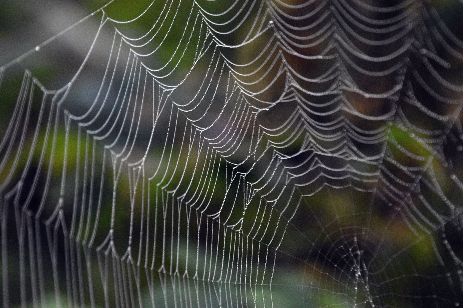 Nikon D3400 sample photo. Cobweb, spider web, spider photography