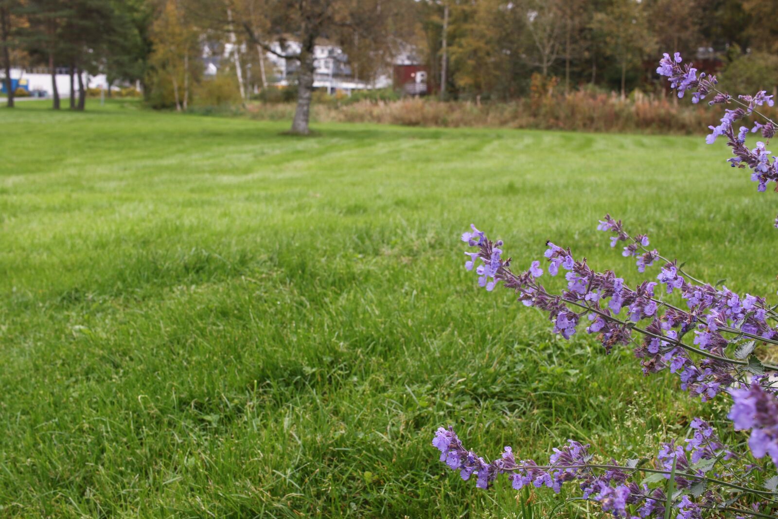 Canon EOS 7D Mark II sample photo. Landscape, flower, autumn photography