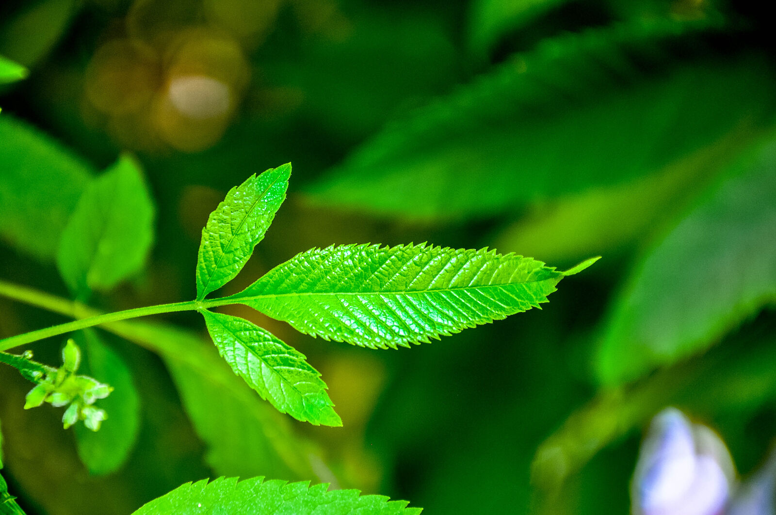 Nikon D90 sample photo. Abstract, background, colorful, elegant photography