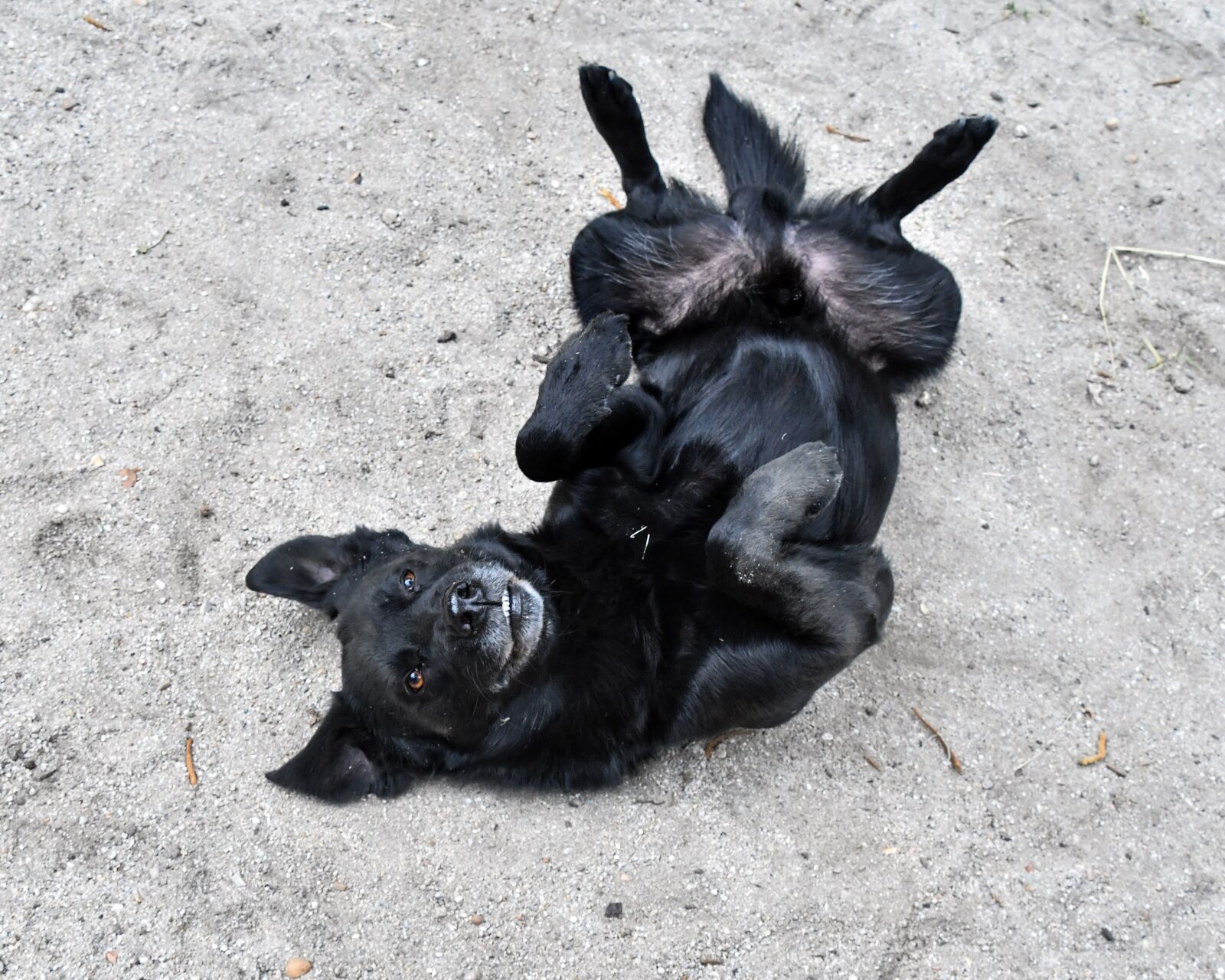 Nikon D500 sample photo. Dog, play, animal photography