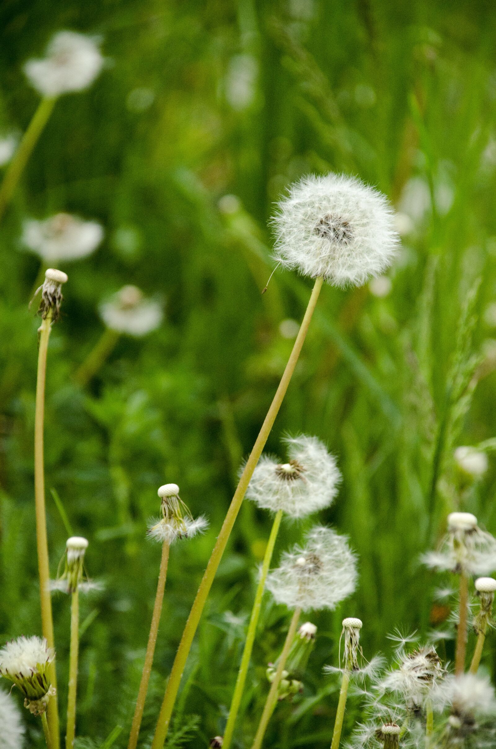 Nikon D7000 sample photo. Dandelion, green, nature photography