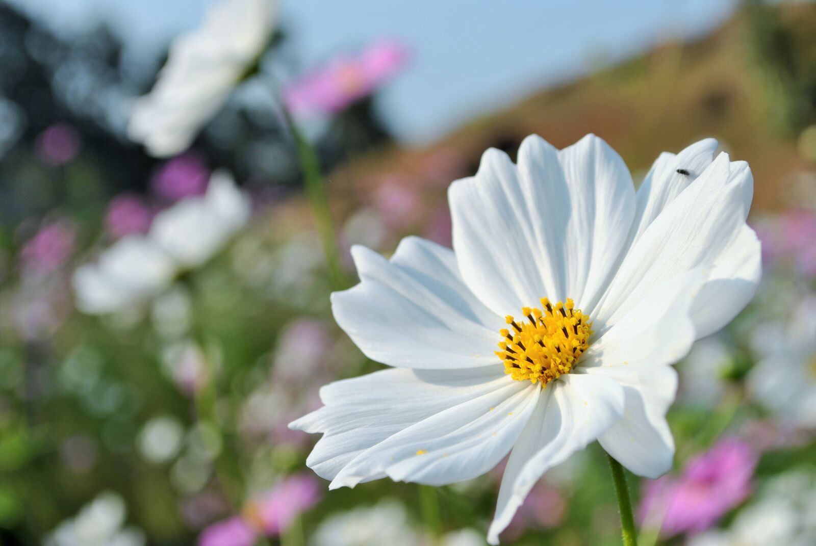 Nikon D3000 sample photo. The freshness, of, white photography