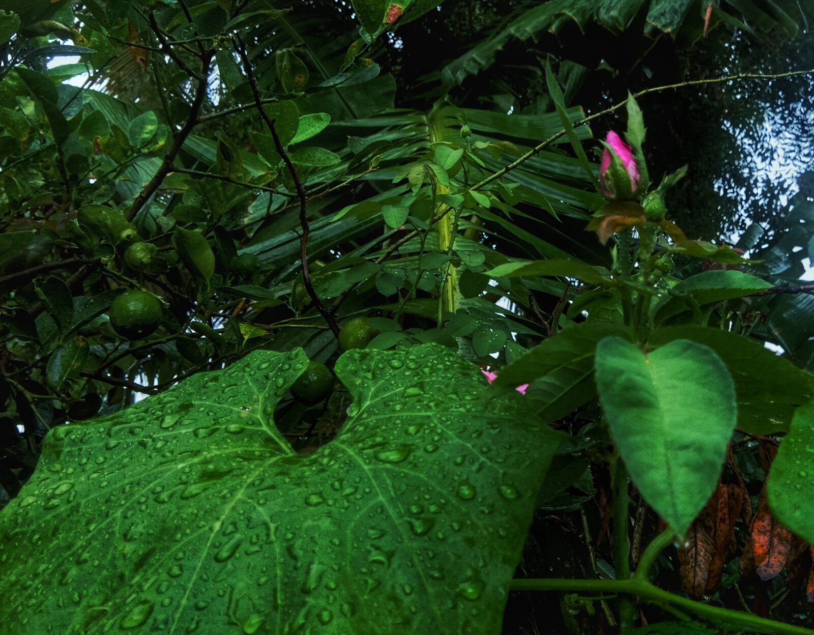 vivo 1802 sample photo. Green leaves, rain drop photography