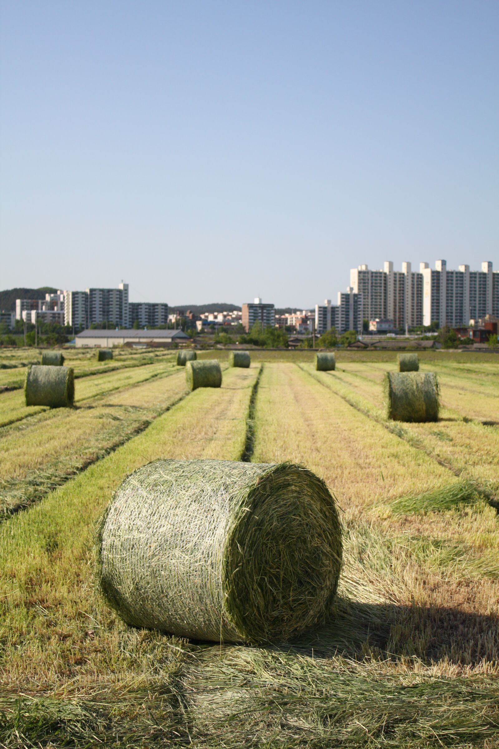 Canon EOS 450D (EOS Rebel XSi / EOS Kiss X2) sample photo. Farming, republic of korea photography