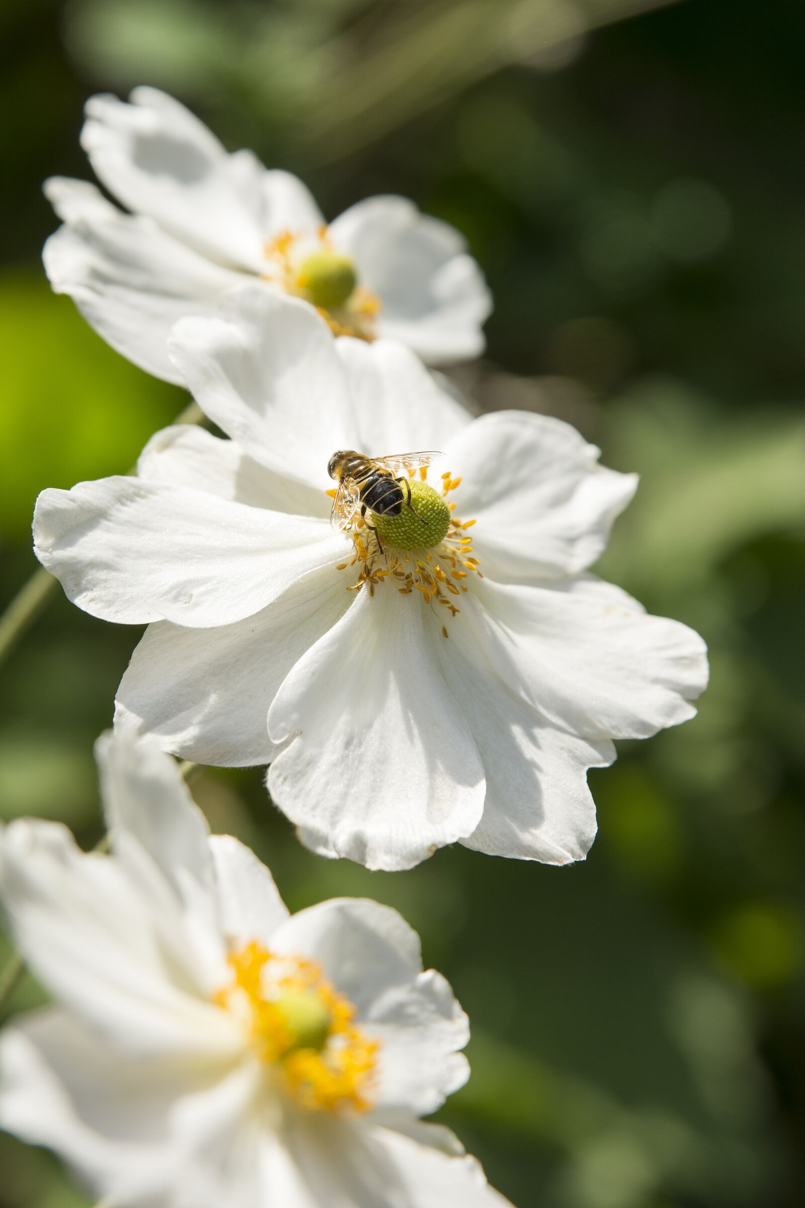 Tamron SP 24-70mm F2.8 Di VC USD sample photo. Flower, nature, plant photography