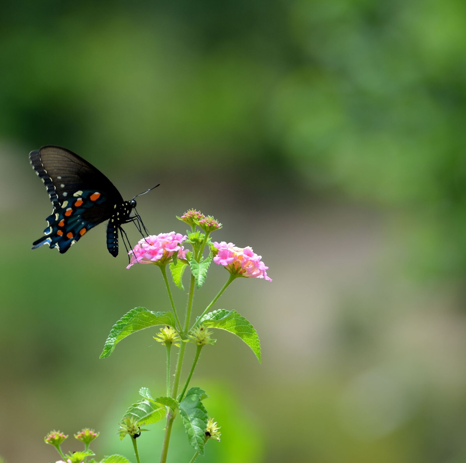Nikon D7000 sample photo. Black swallowtail butterfly, insect photography