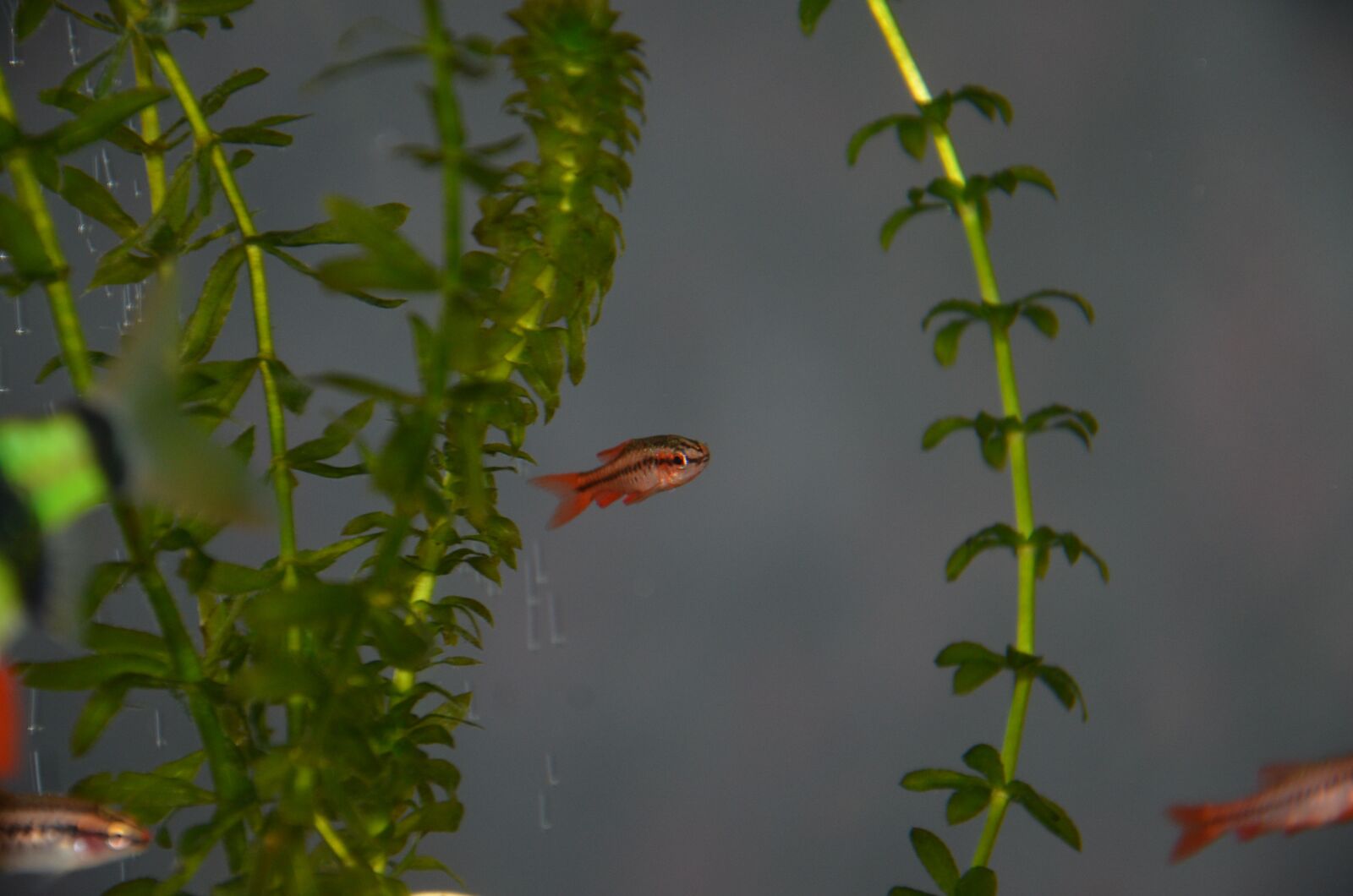 Nikon D7000 sample photo. Fish, aquarium, floats photography