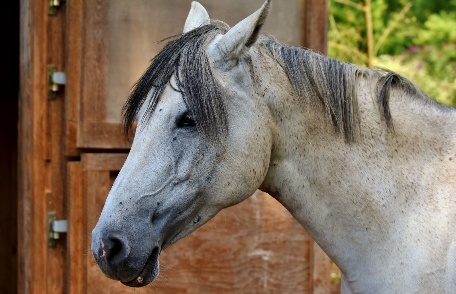 Nikon D7200 sample photo. Horse, mold, reiterhof photography