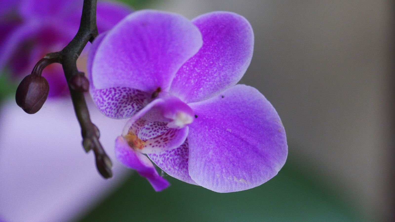 Panasonic Lumix DMC-GH3 sample photo. Pink, flowers, nature photography