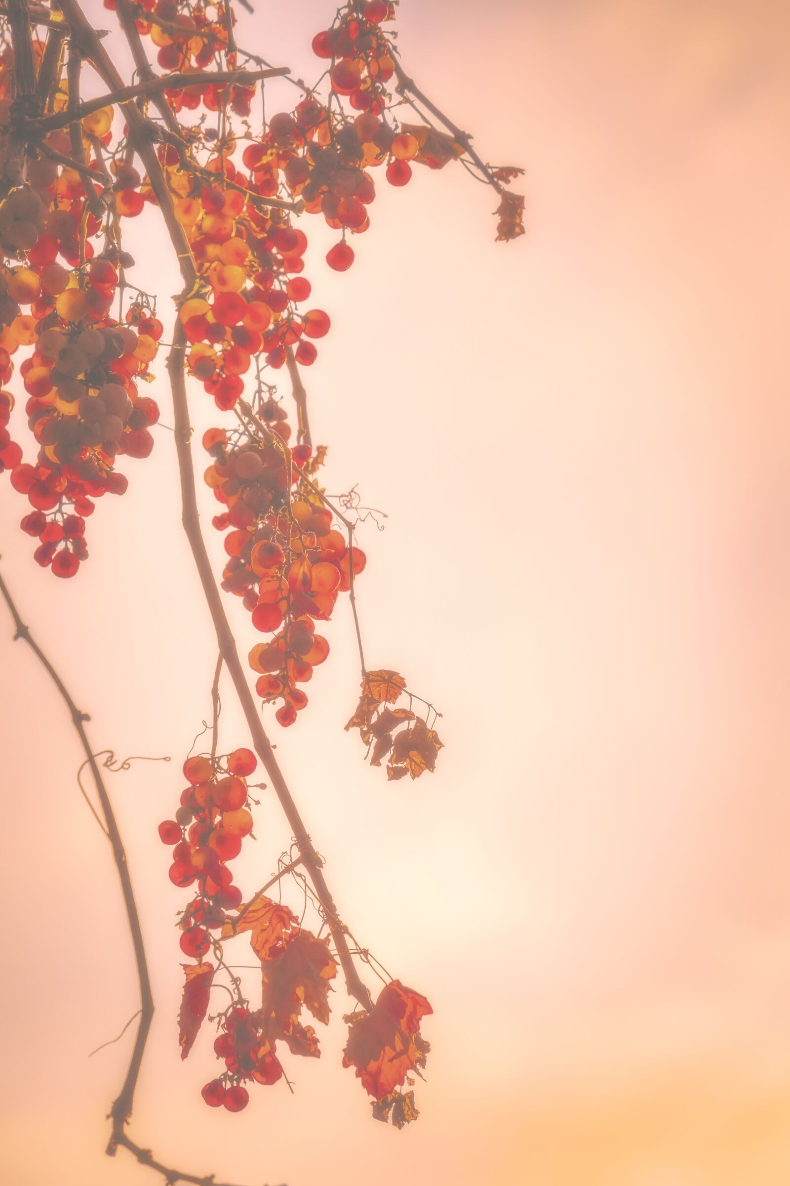 Fujifilm X-T30 + Fujifilm XF 55-200mm F3.5-4.8 R LM OIS sample photo. Grapes, fruit, backlighting photography