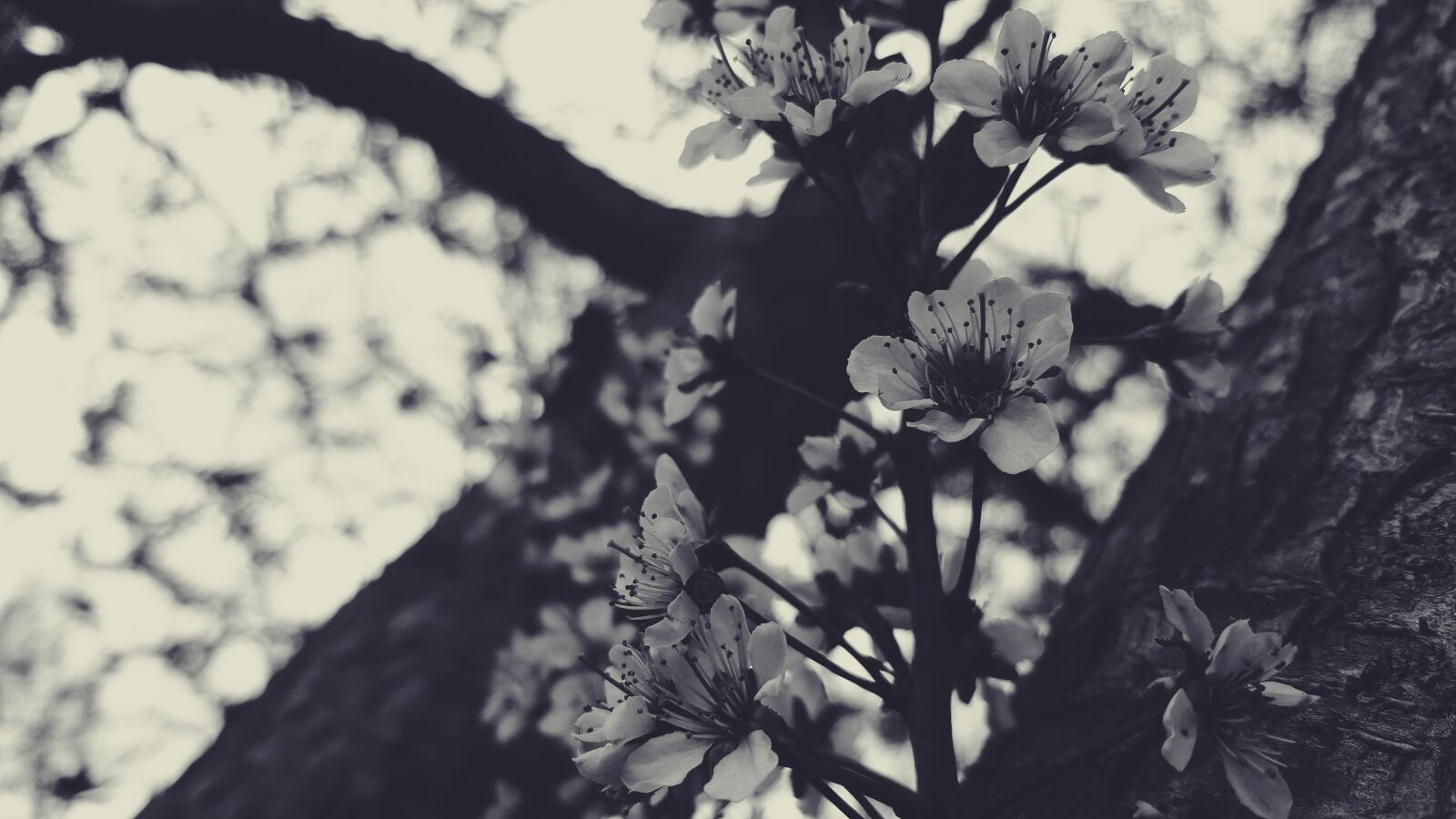 Samsung Galaxy Note5 sample photo. Black, black white, bloom photography