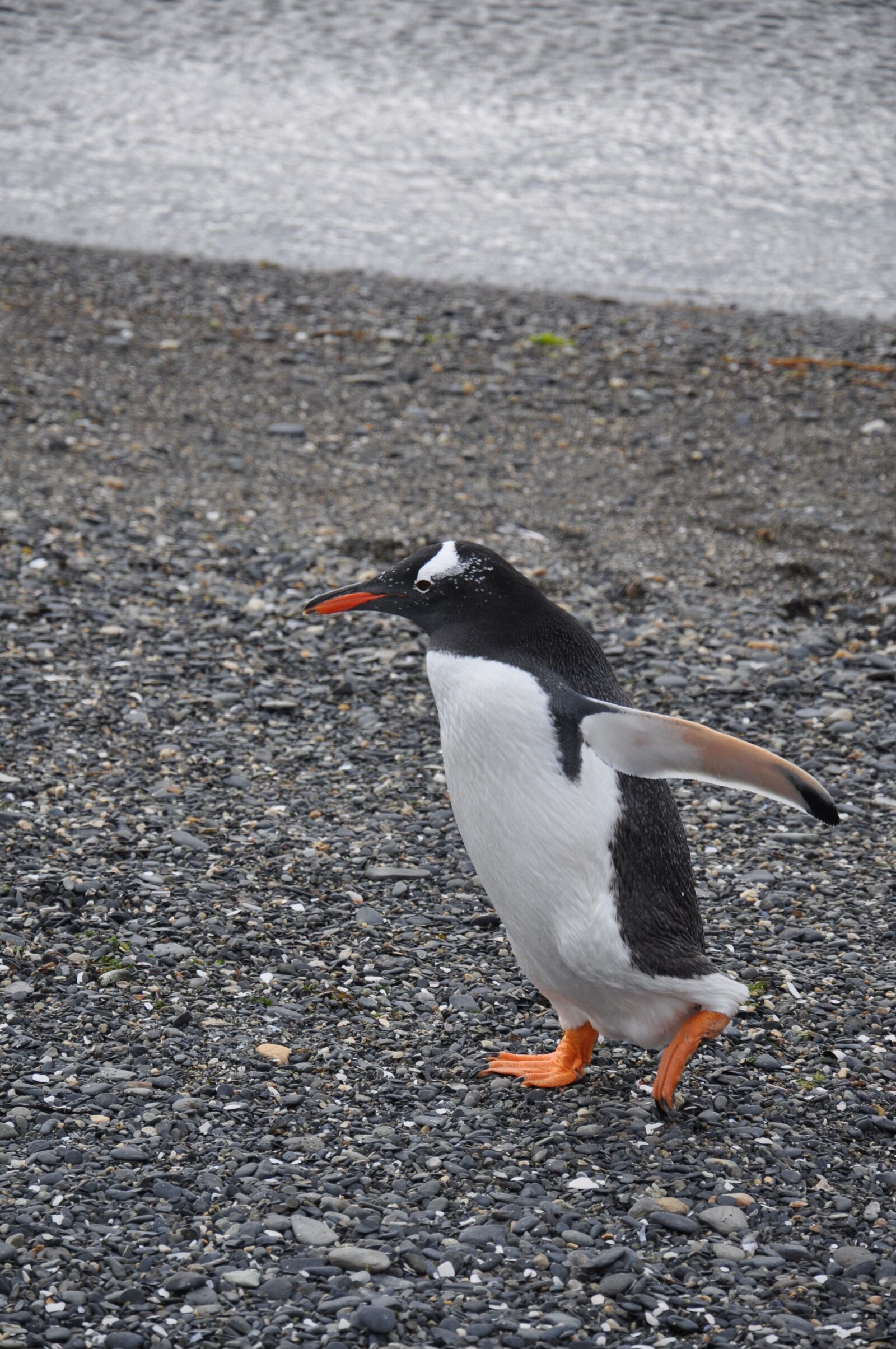 Nikon D5000 sample photo. South america, ushuaia, penguin photography