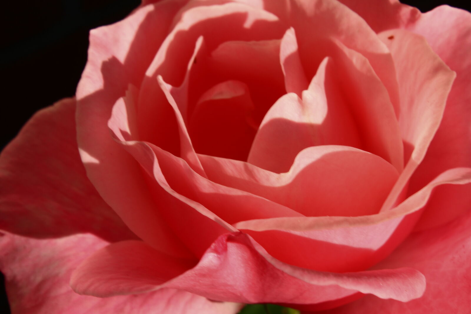 Canon EOS 1300D (EOS Rebel T6 / EOS Kiss X80) sample photo. Close, up, pink, flower photography