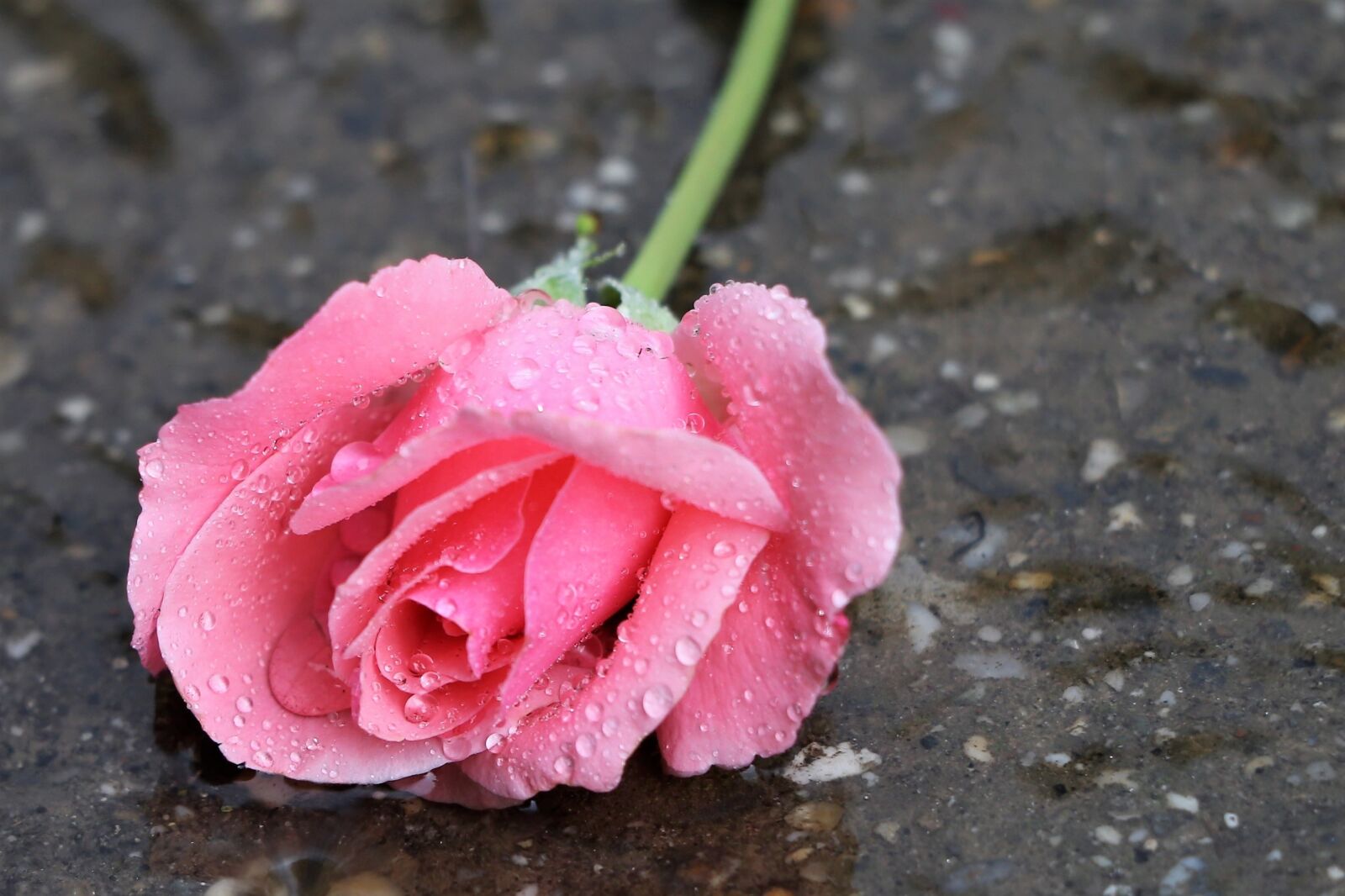 Canon EF 70-300 F4-5.6 IS II USM sample photo. Pink rose papillon, in photography
